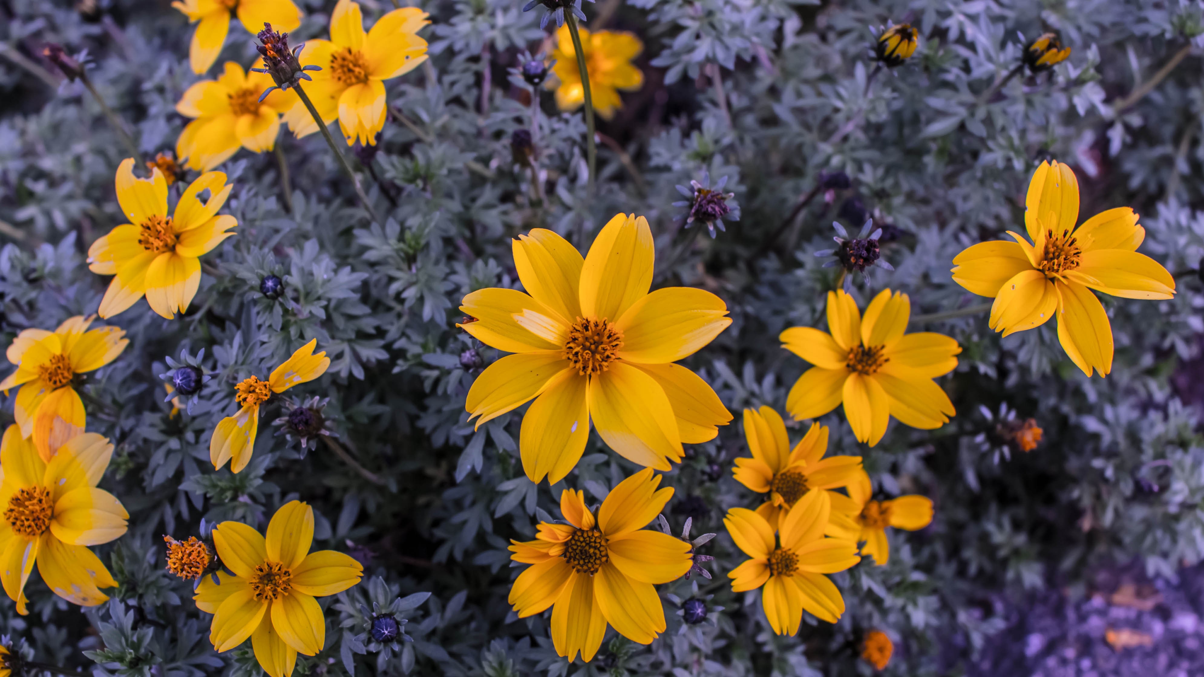 General 3980x2239 yellow flowers nature flowers plants