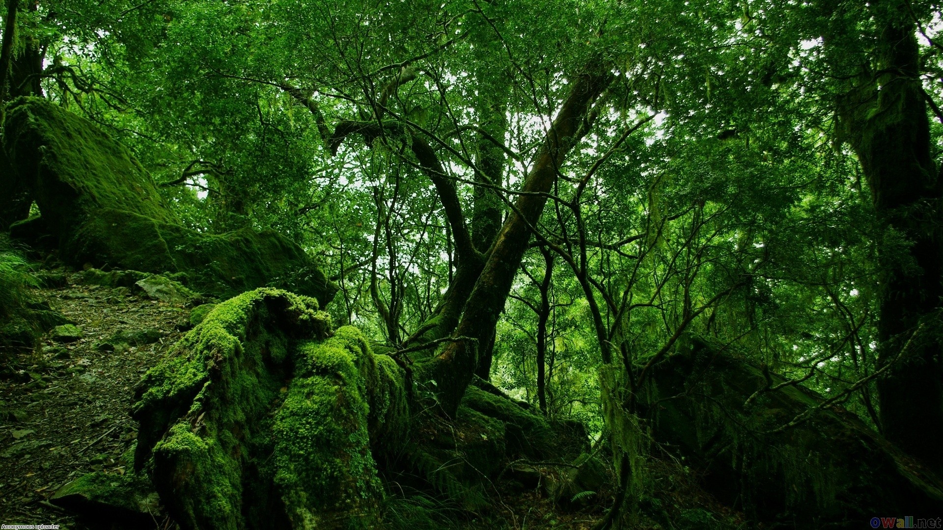 General 1920x1080 forest trees nature green plants outdoors