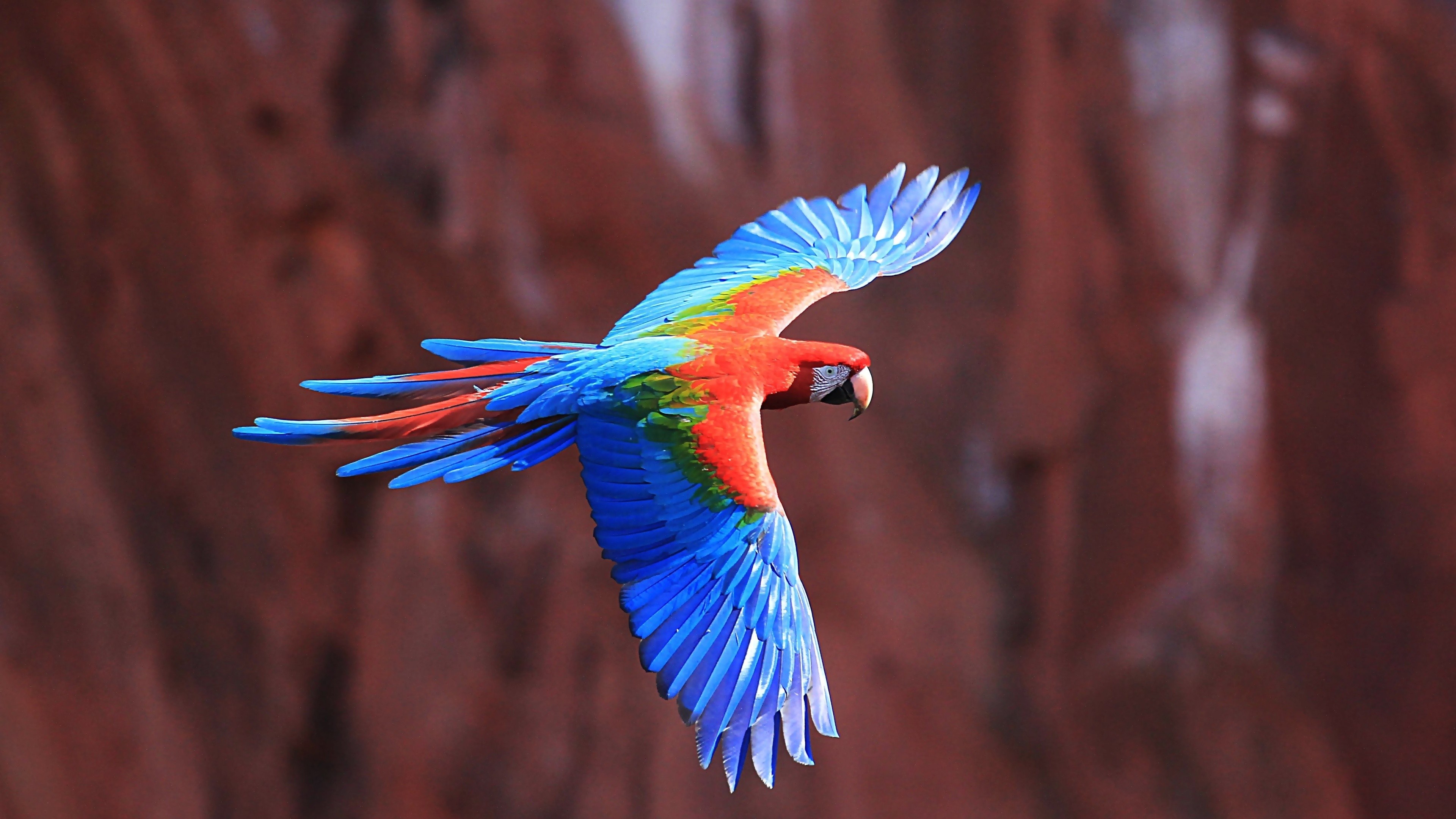 General 3840x2160 macaws birds animals colorful wings flying Blue-and-Yellow Macaw Scarlet Macaw