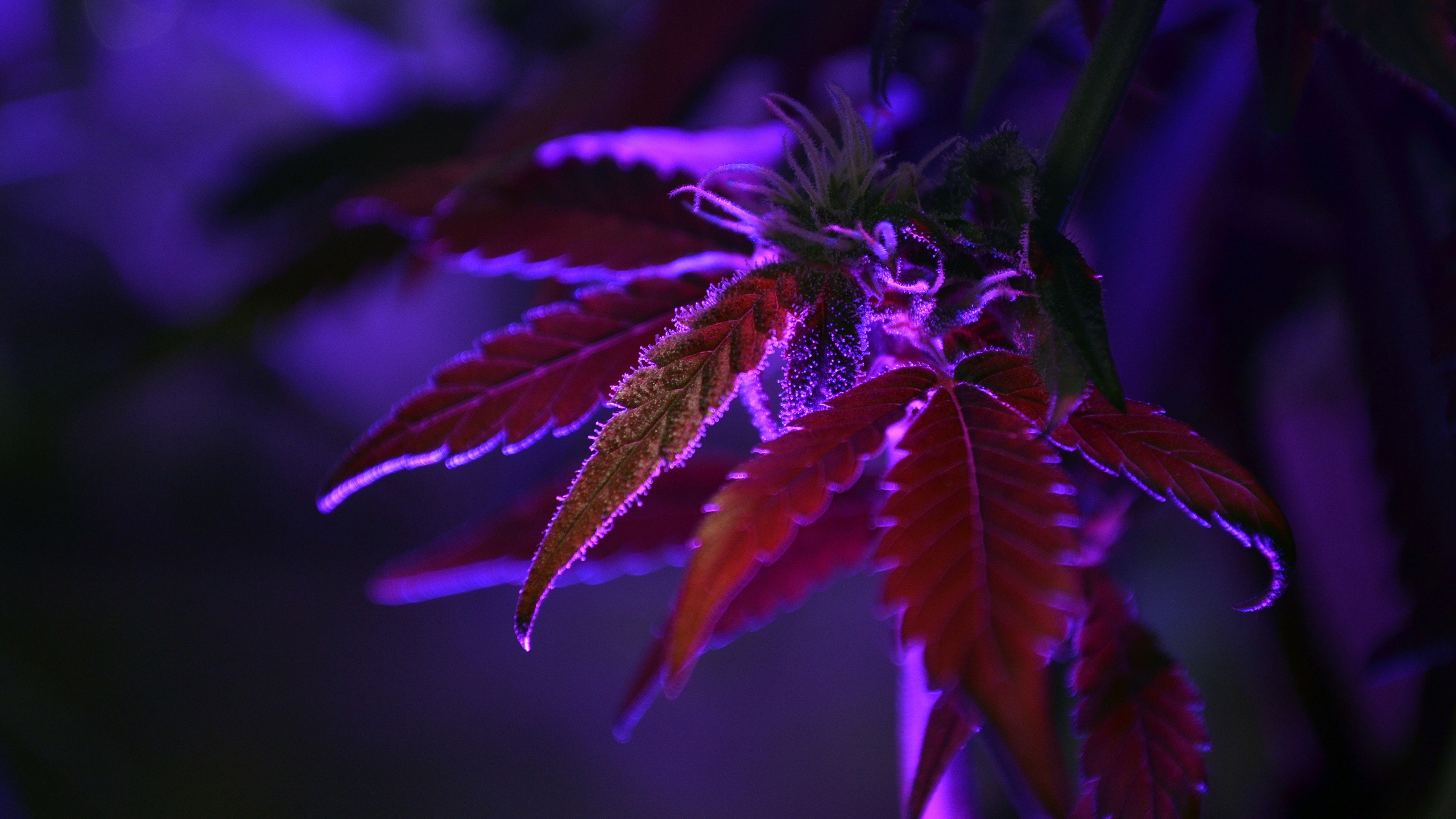 General 2560x1440 purple nature dark leaves macro depth of field cannabis