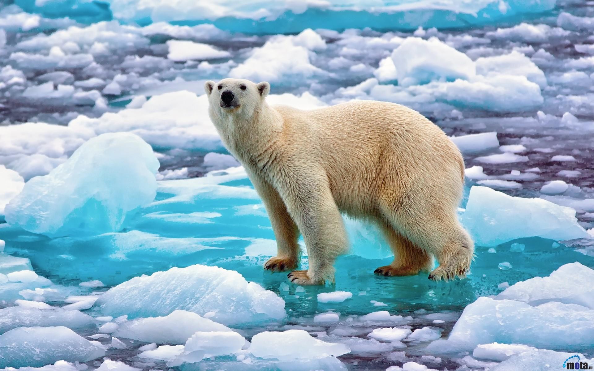General 1920x1200 polar bears animals bears ice nature cyan water mammals