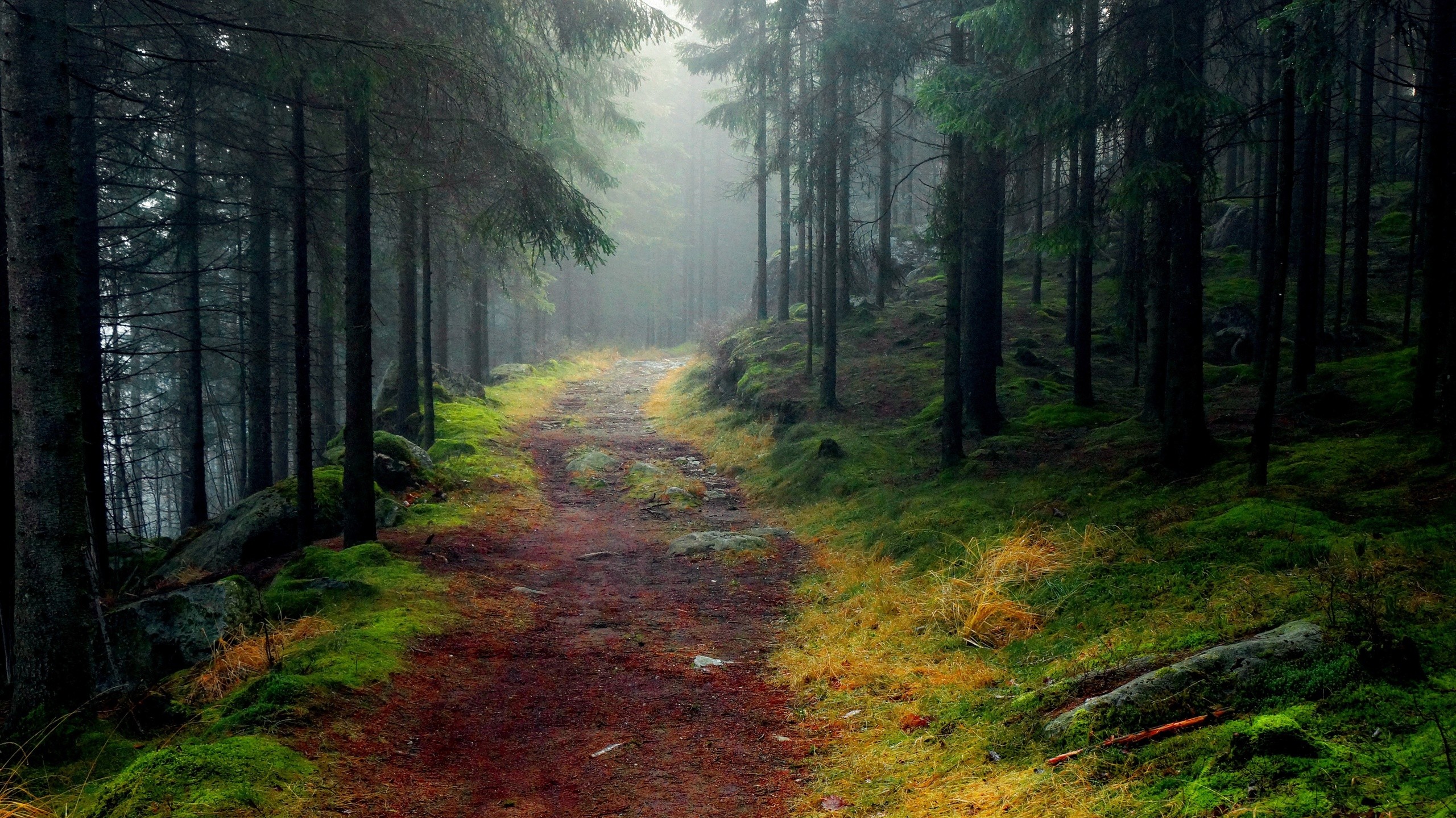 General 2560x1440 trees forest nature path outdoors