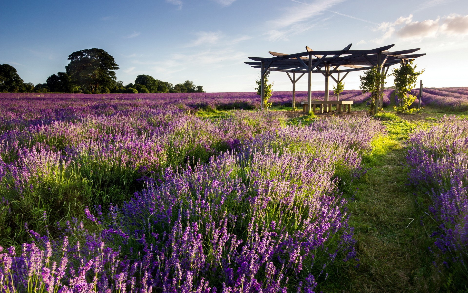 General 1920x1200 lavender purple flowers field gazebo nature sunlight outdoors