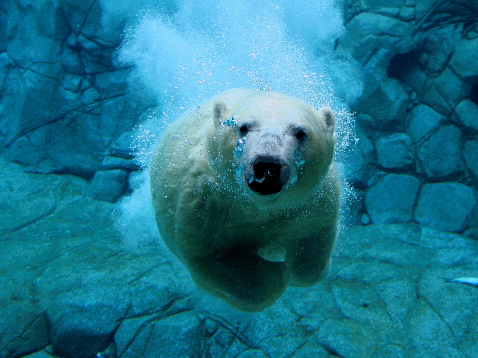 General 1920x1440 polar bears animals mammals underwater bubbles bears