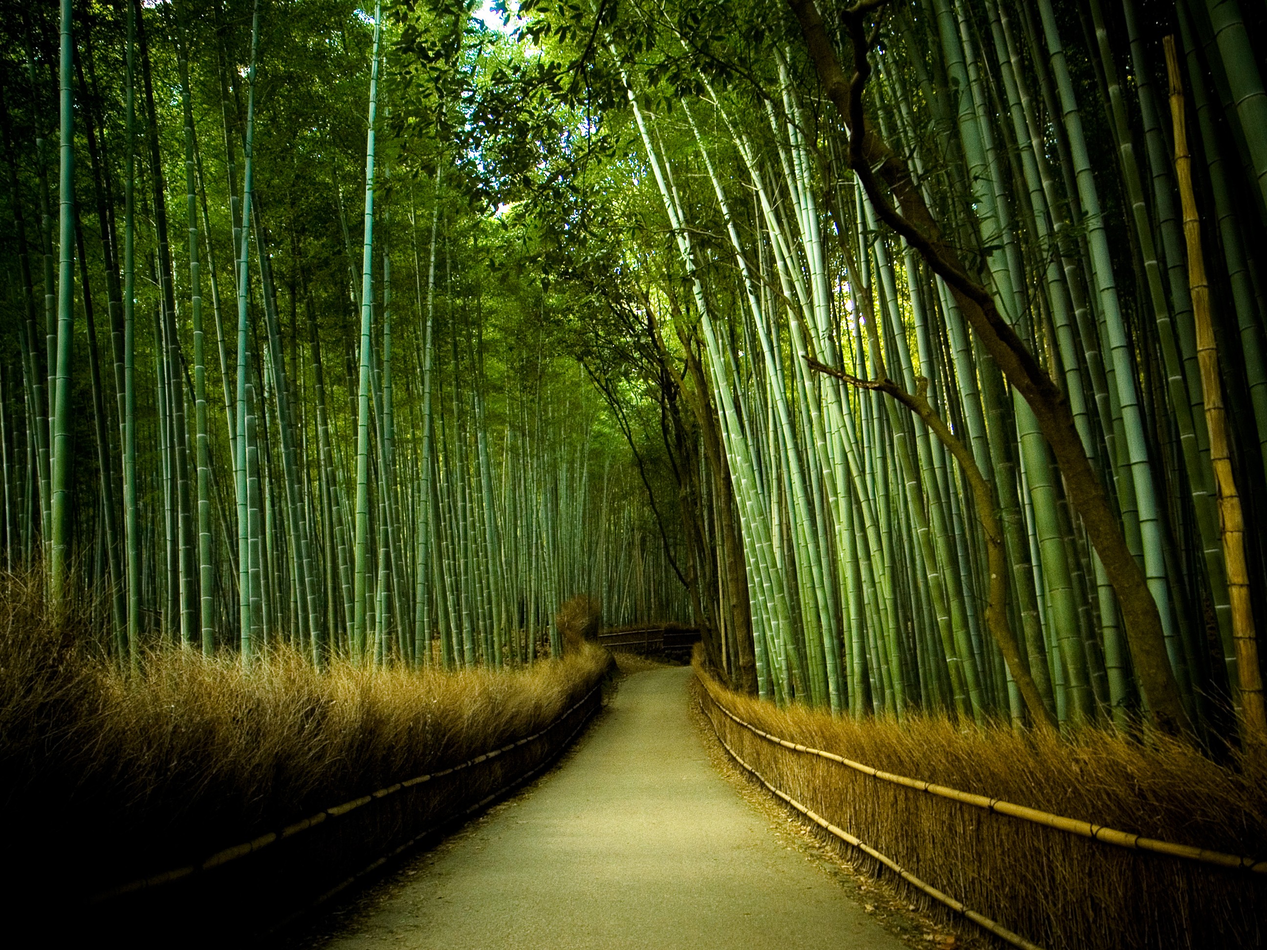 General 2592x1944 bamboo trees nature forest