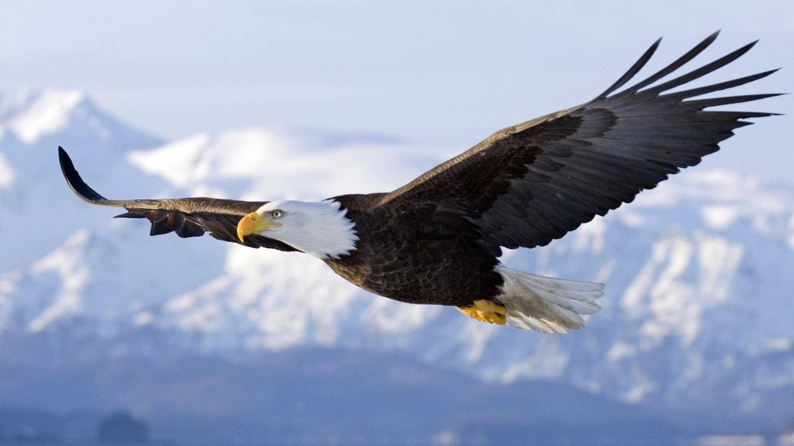 General 2560x1440 animals bald eagle birds wings flying closeup