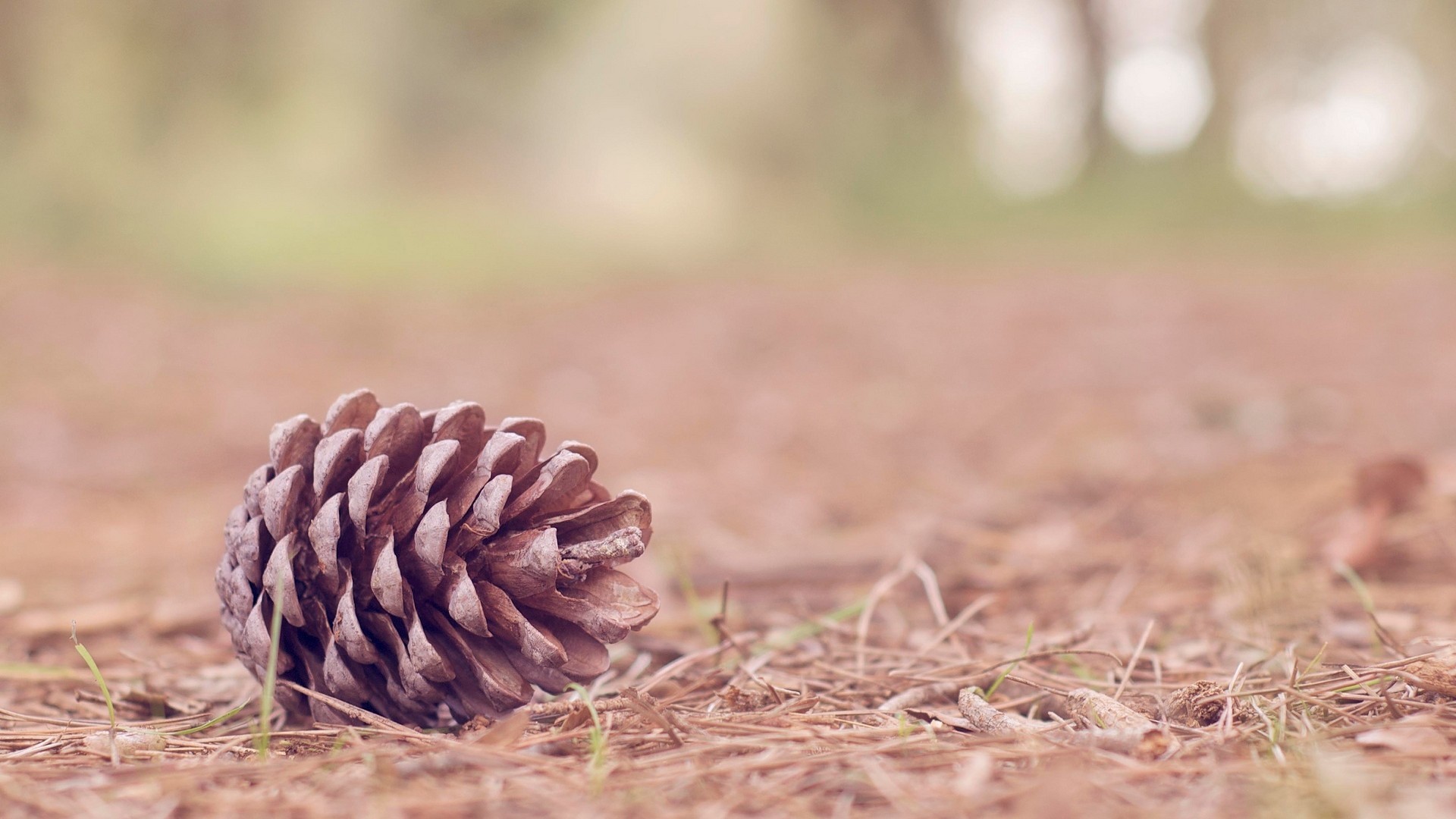 General 1920x1080 nature pine cones ground outdoors