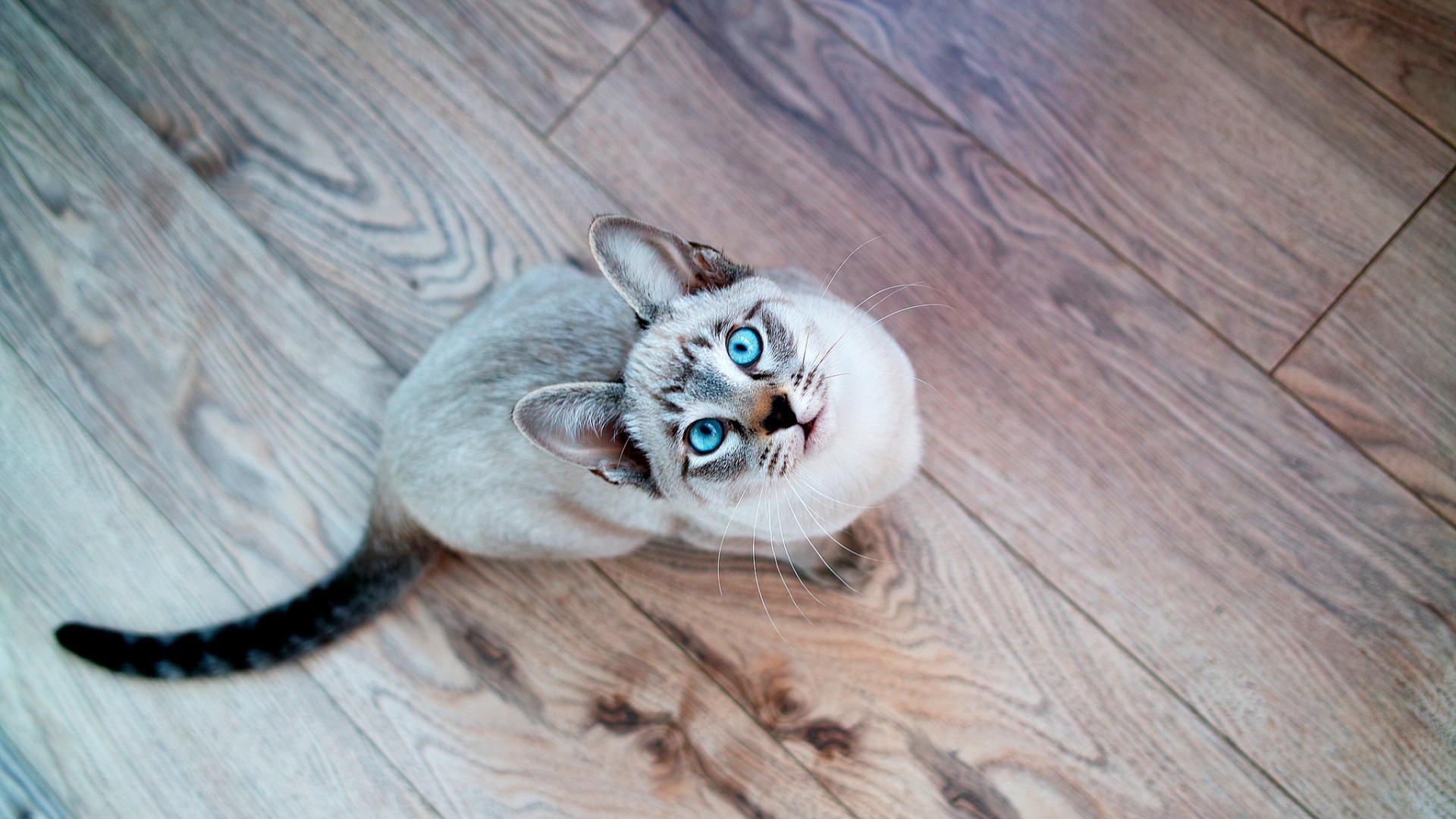 General 1920x1080 cats looking up animals wooden surface blue eyes mammals indoors animal eyes