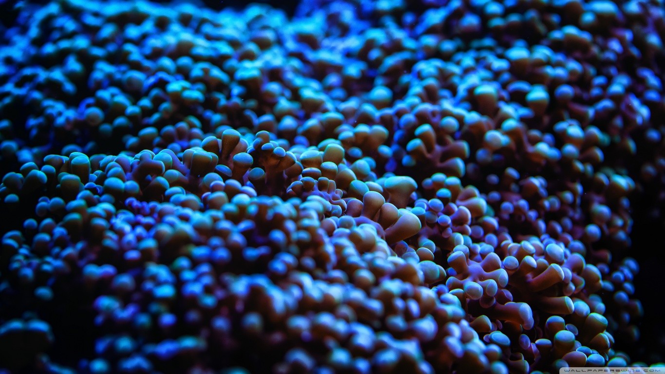 General 1366x768 water sea sea anemones depth of field underwater blue