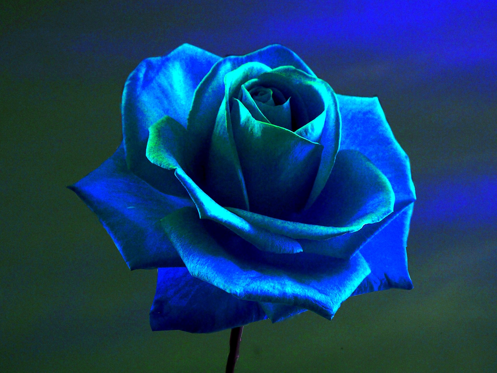 General 1920x1440 rose blue rose flowers blue flowers closeup low light