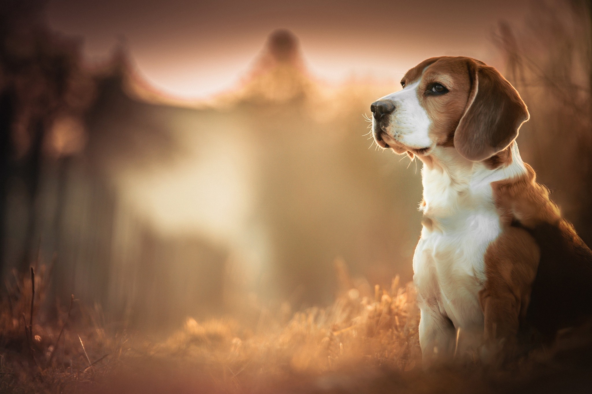 General 2048x1365 Beagles dog blurred depth of field animals mammals outdoors closeup