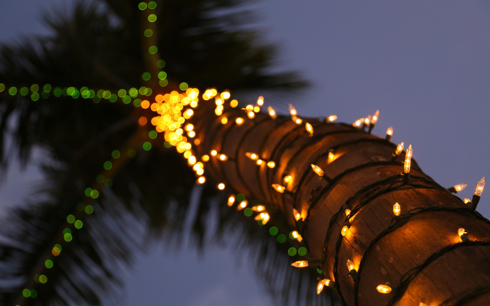 General 1920x1200 palm trees lights decorations bokeh blurred depth of field macro nature trees festivals worm's eye view Christmas lights bottom view