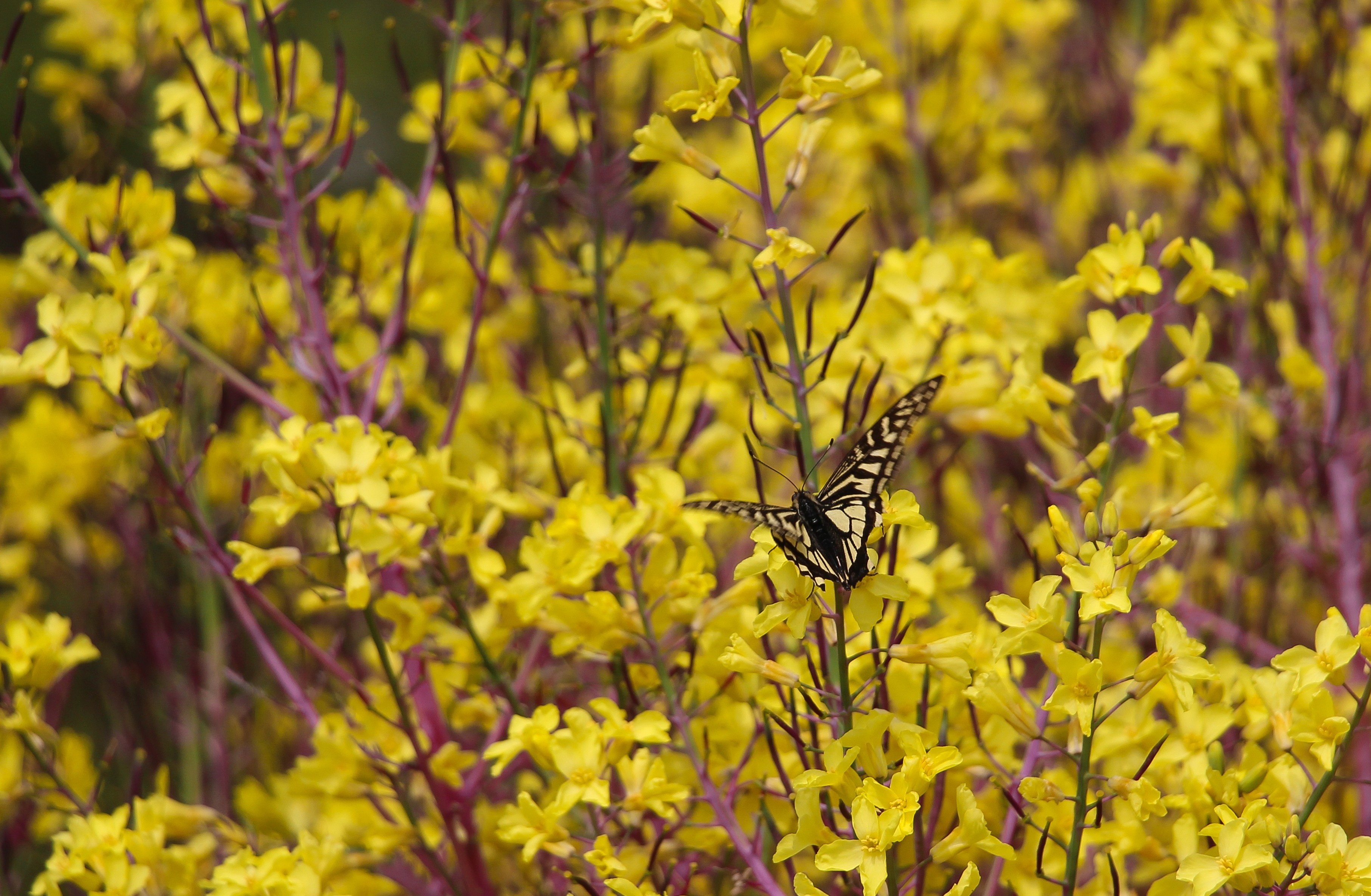 General 3625x2370 Forsythia yellow flowers insect animals plants colorful closeup macro butterfly flowers