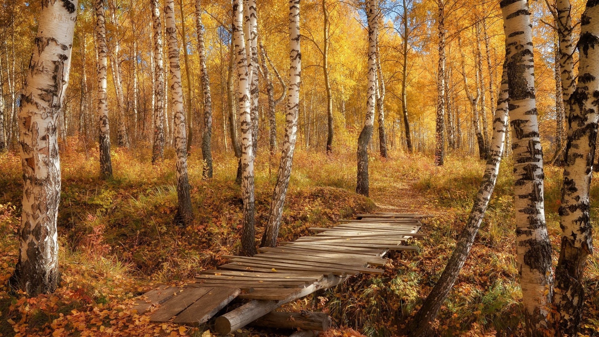 General 1920x1080 birch forest fall fallen leaves yellow path CGI nature outdoors plants leaves
