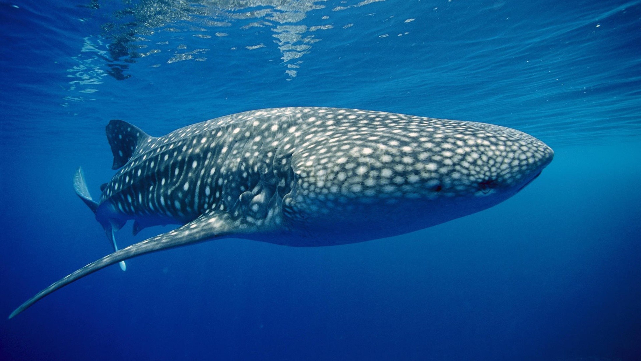 General 2200x1238 whale shark animals fish underwater