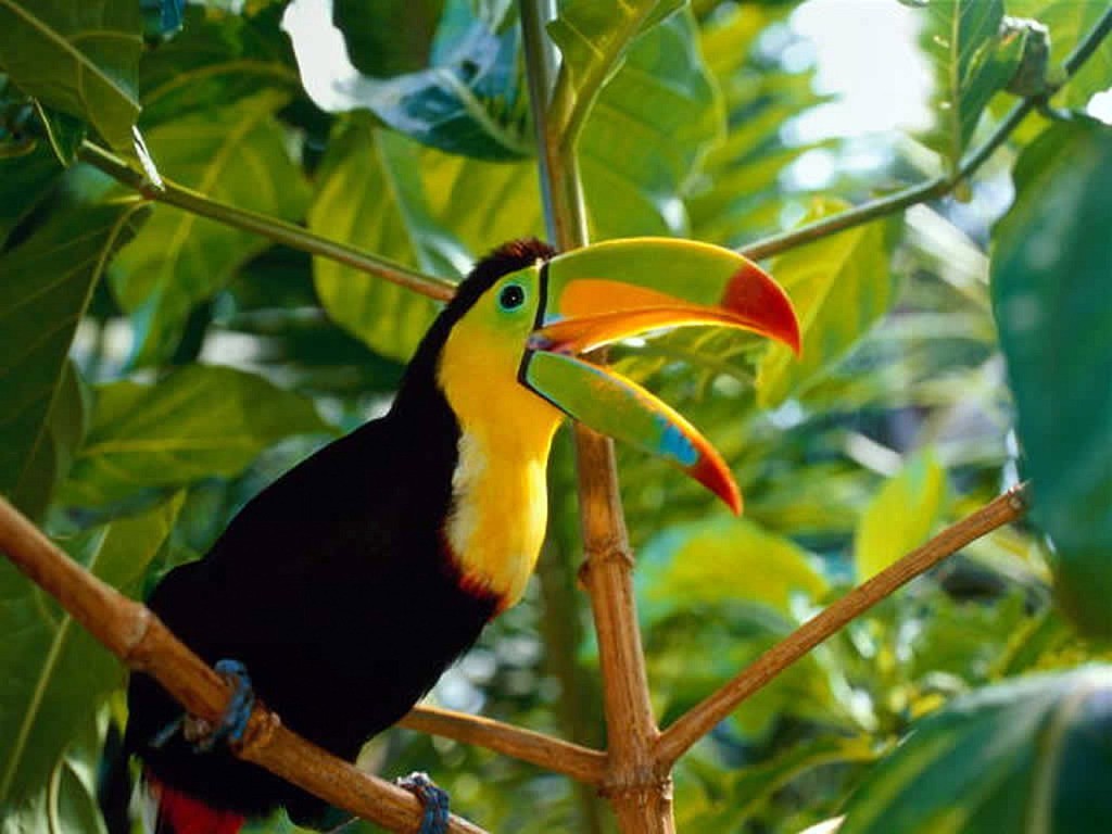General 1024x768 birds toucans vibrant animals plants branch leaves