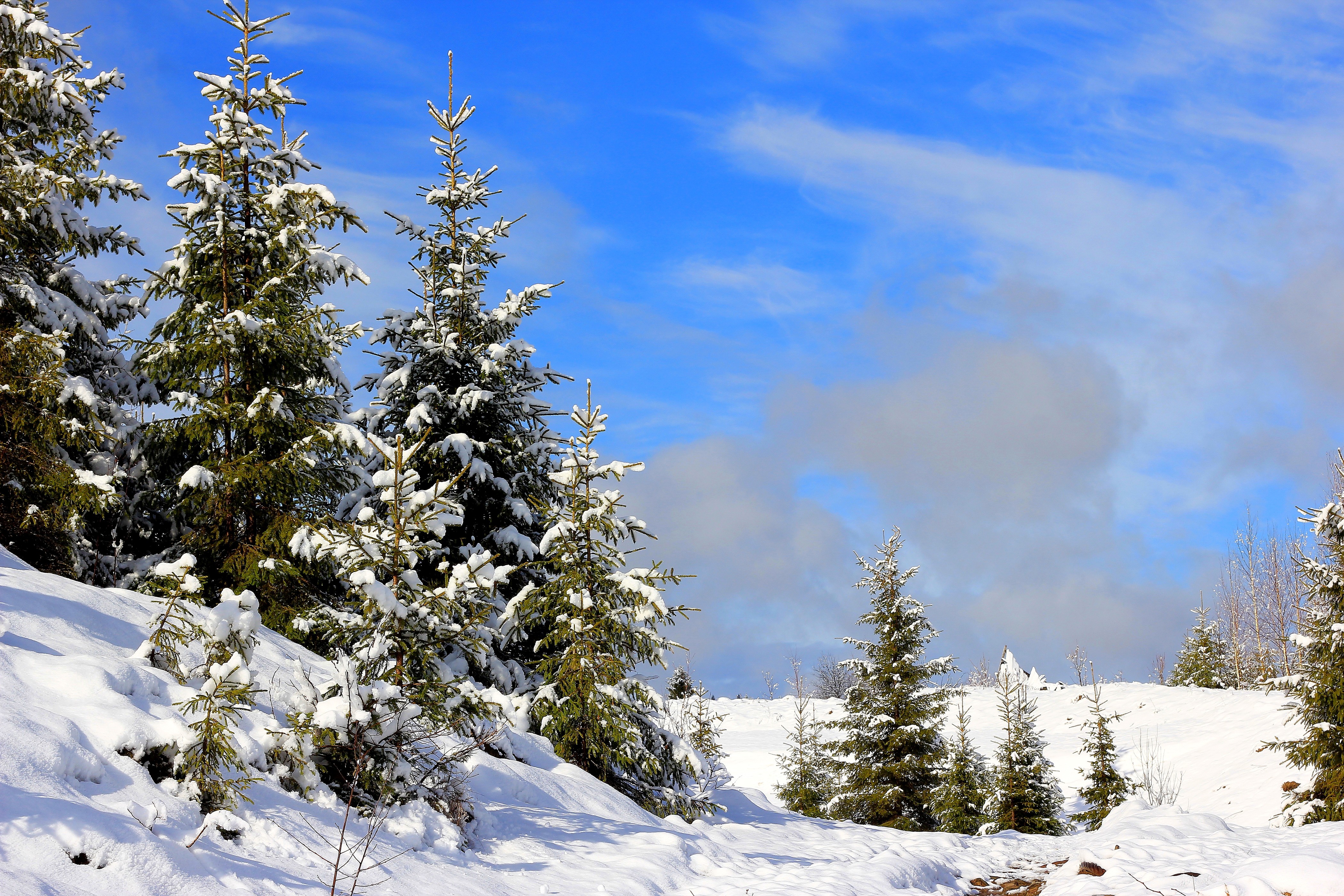 General 4200x2800 snow landscape pine trees nature winter trees