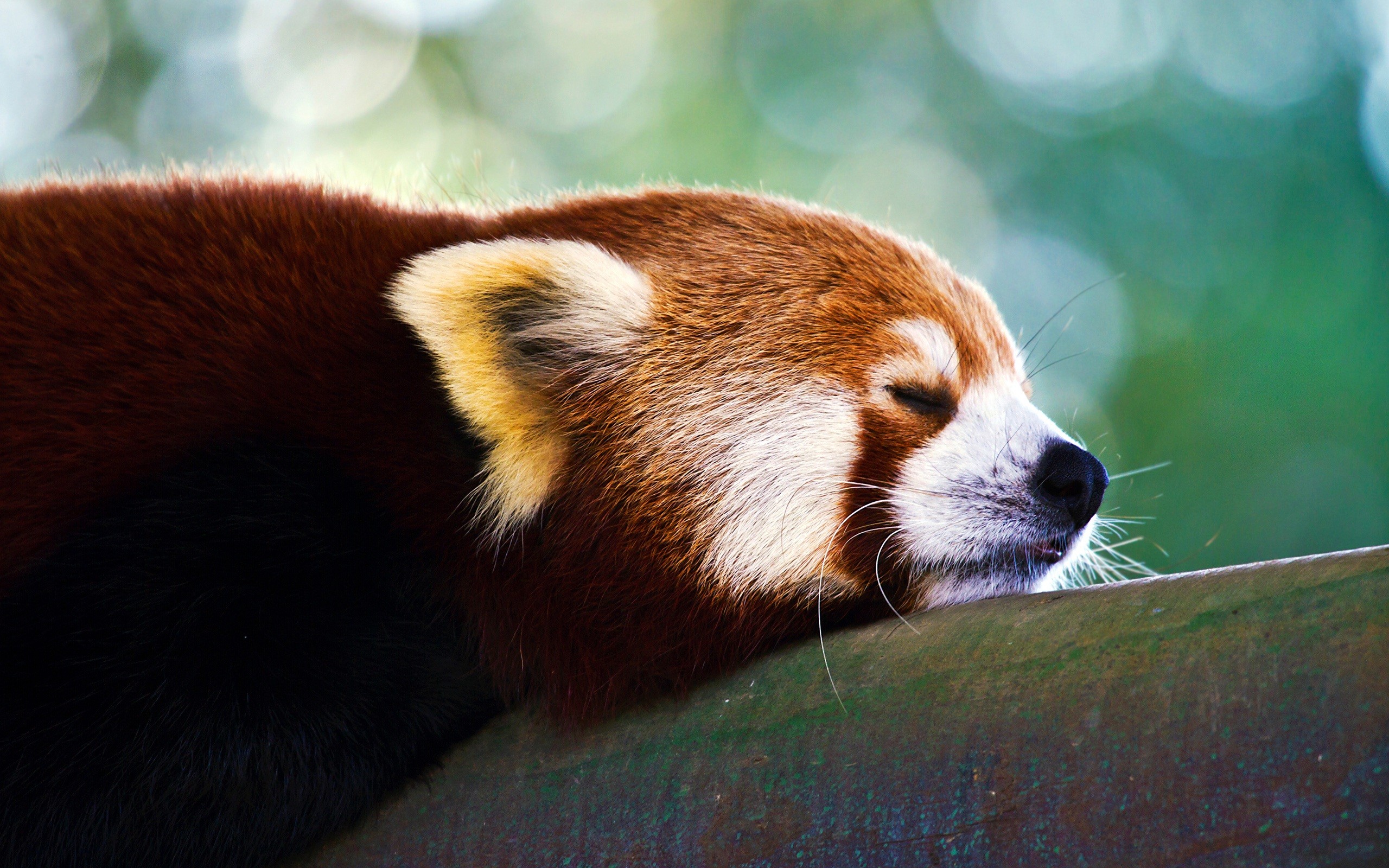 General 2560x1600 animals red panda red mammals relaxing