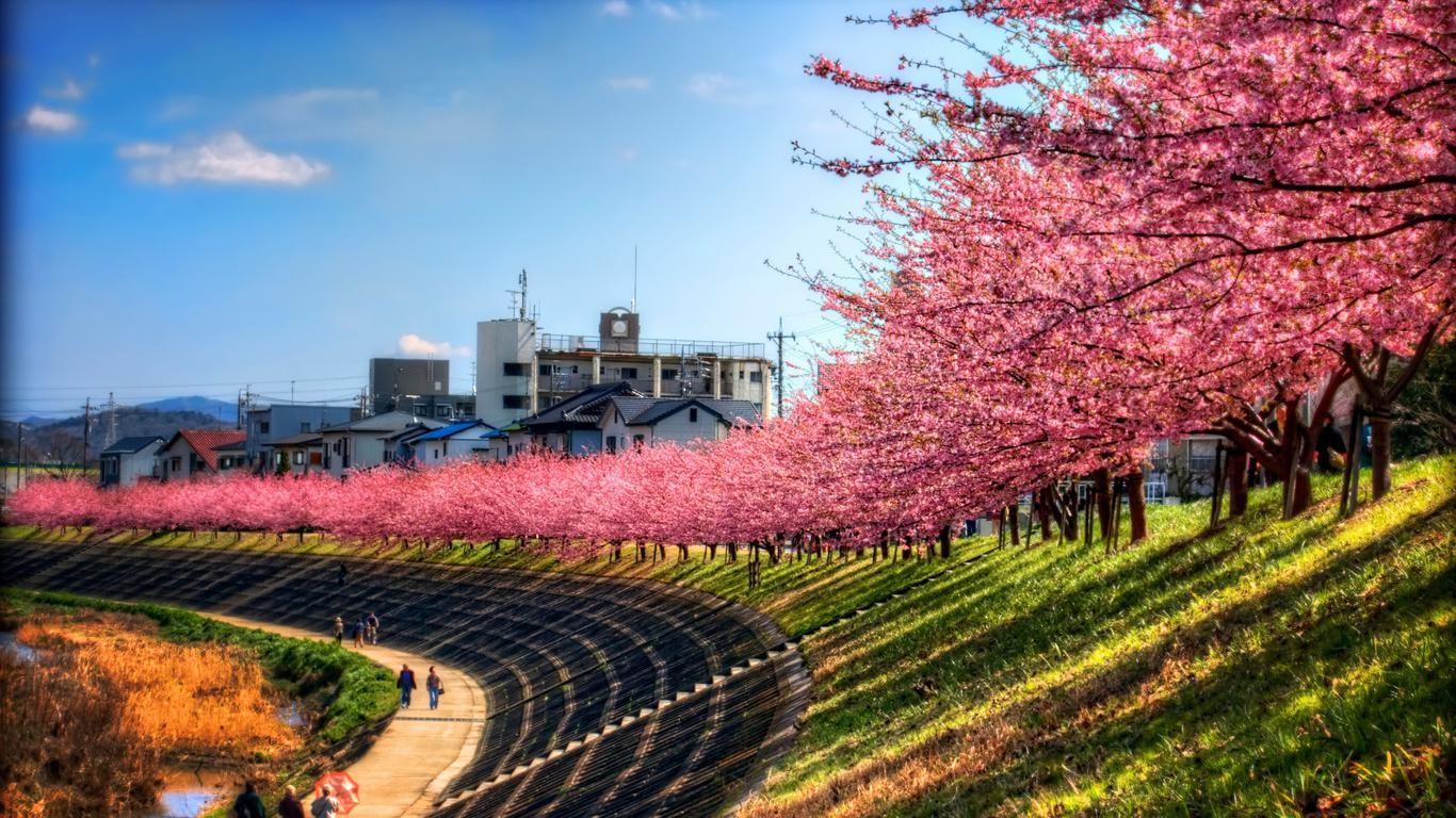 General 1366x768 Japan cherry blossom trees spring people path plants outdoors
