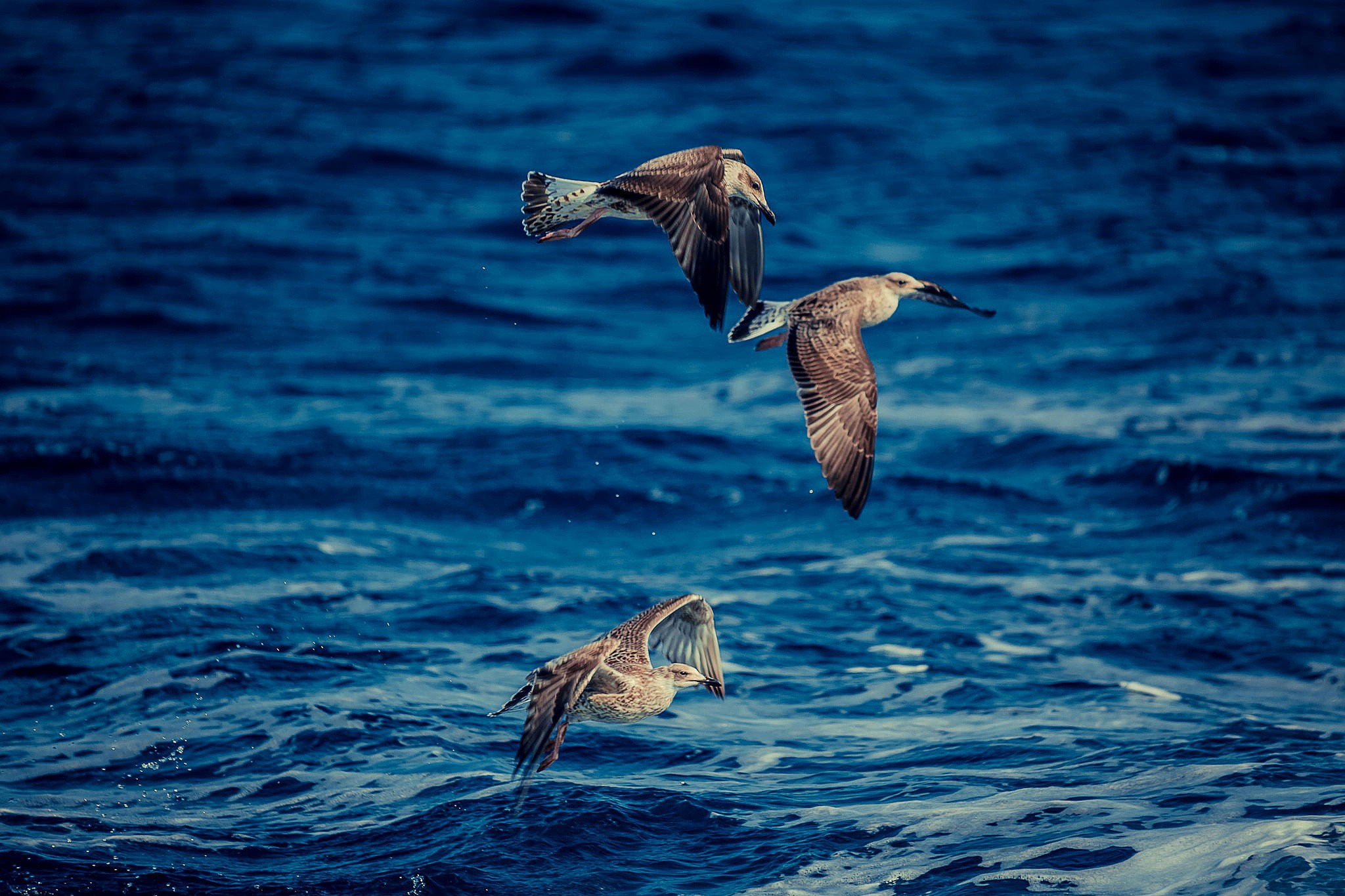 General 2048x1365 animals nature birds wings flying