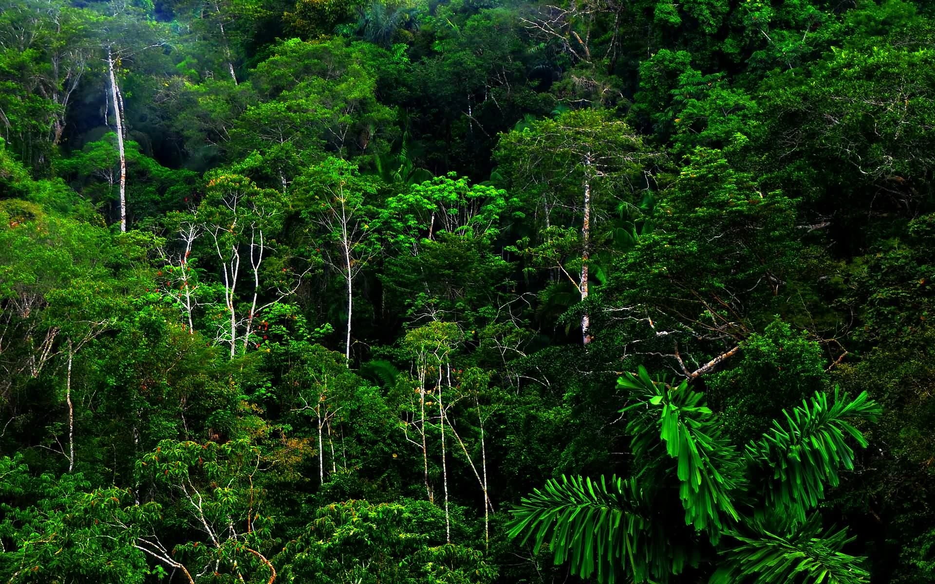 General 1920x1200 nature landscape forest rainforest jungle green