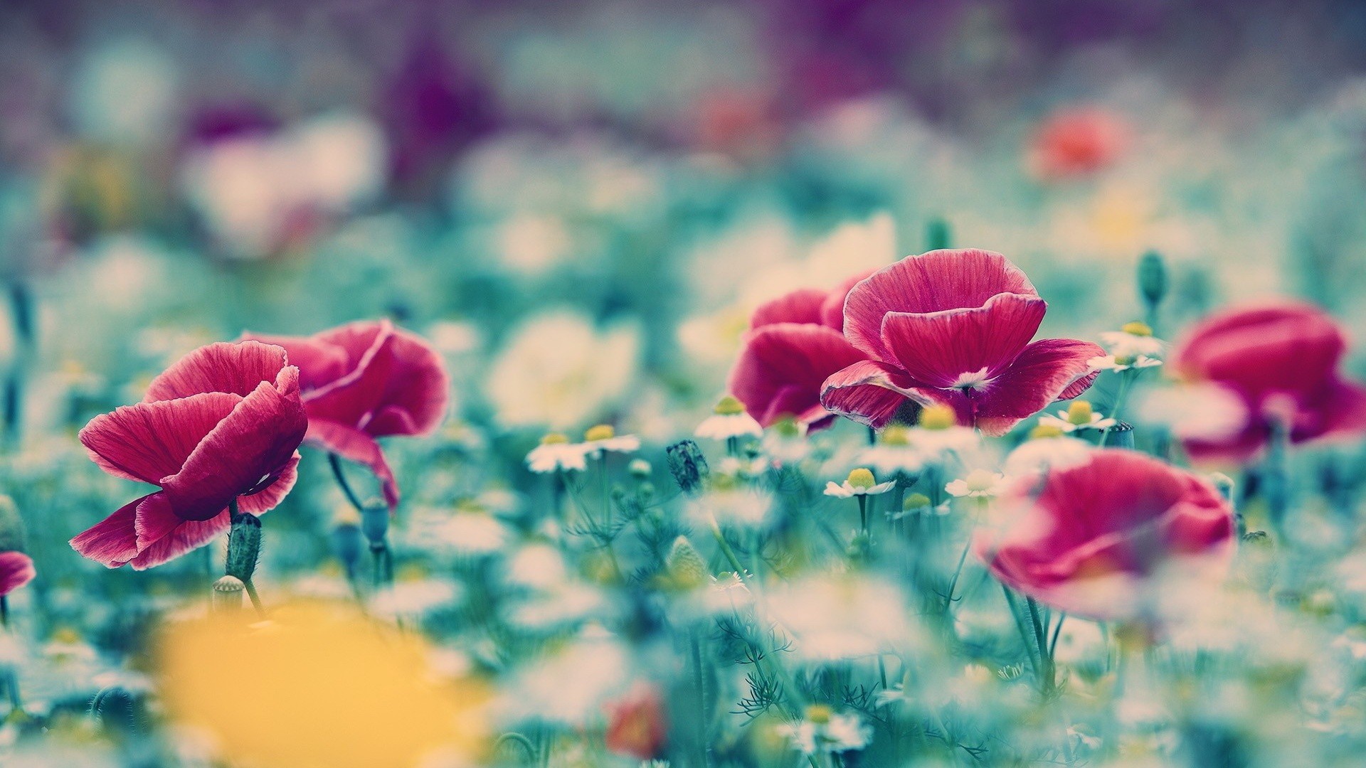 General 1920x1080 flowers poppies plants colorful