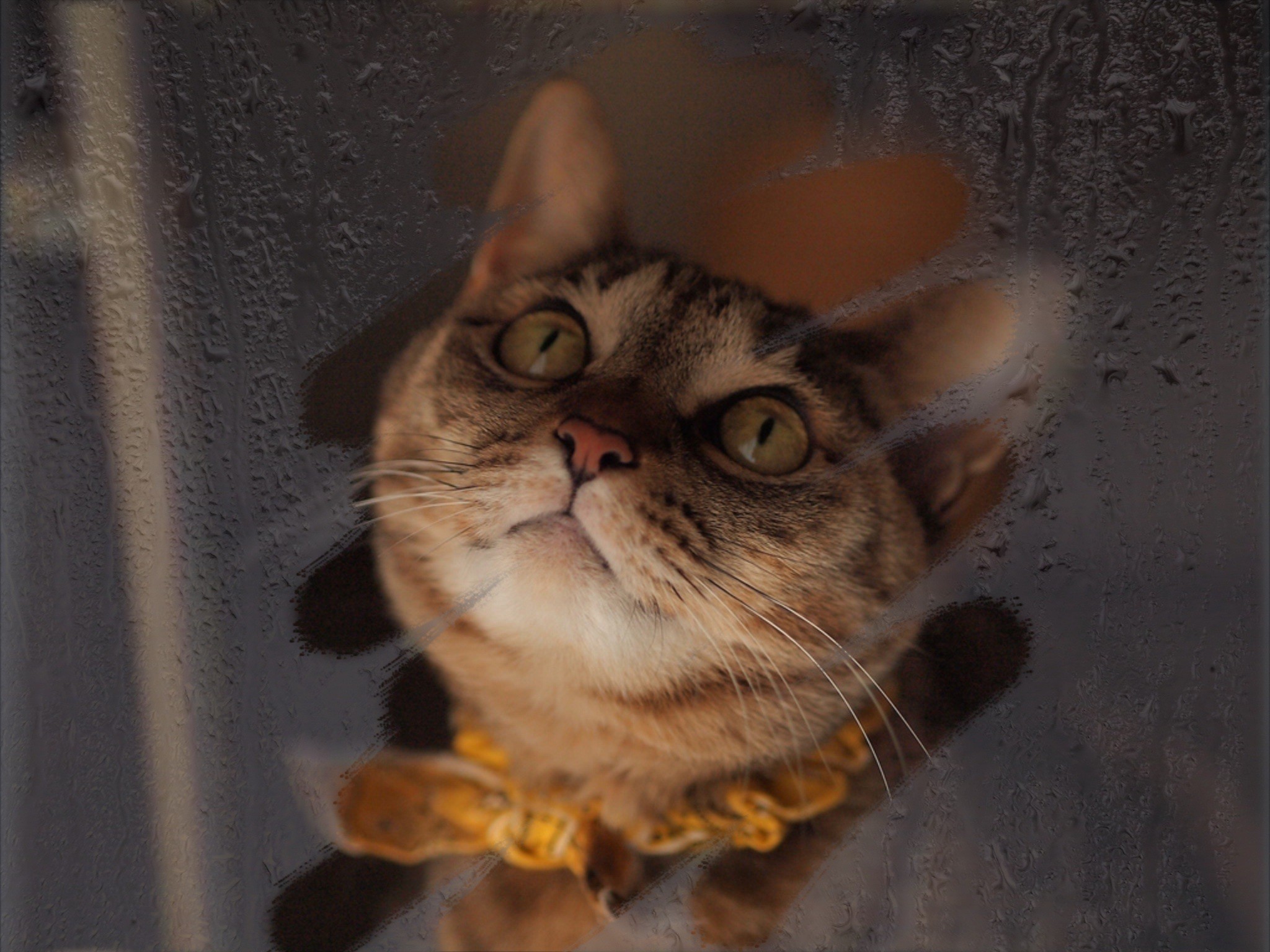 General 2048x1536 yellow eyes cats condensation window indoors feline mammals animals animal eyes closeup