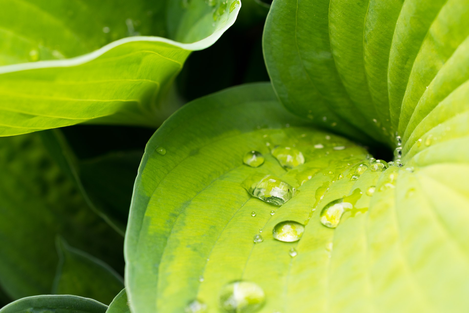 General 1920x1280 water drops plants leaves closeup macro water green depth of field bright