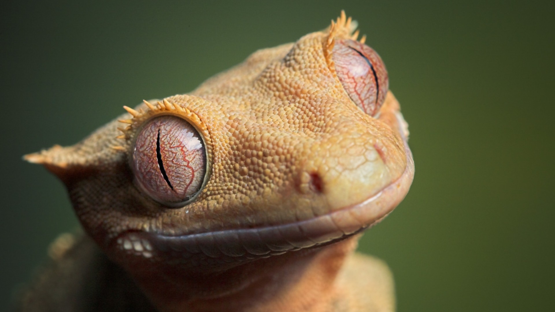 General 1920x1080 animals gecko eyes reptiles closeup animal eyes