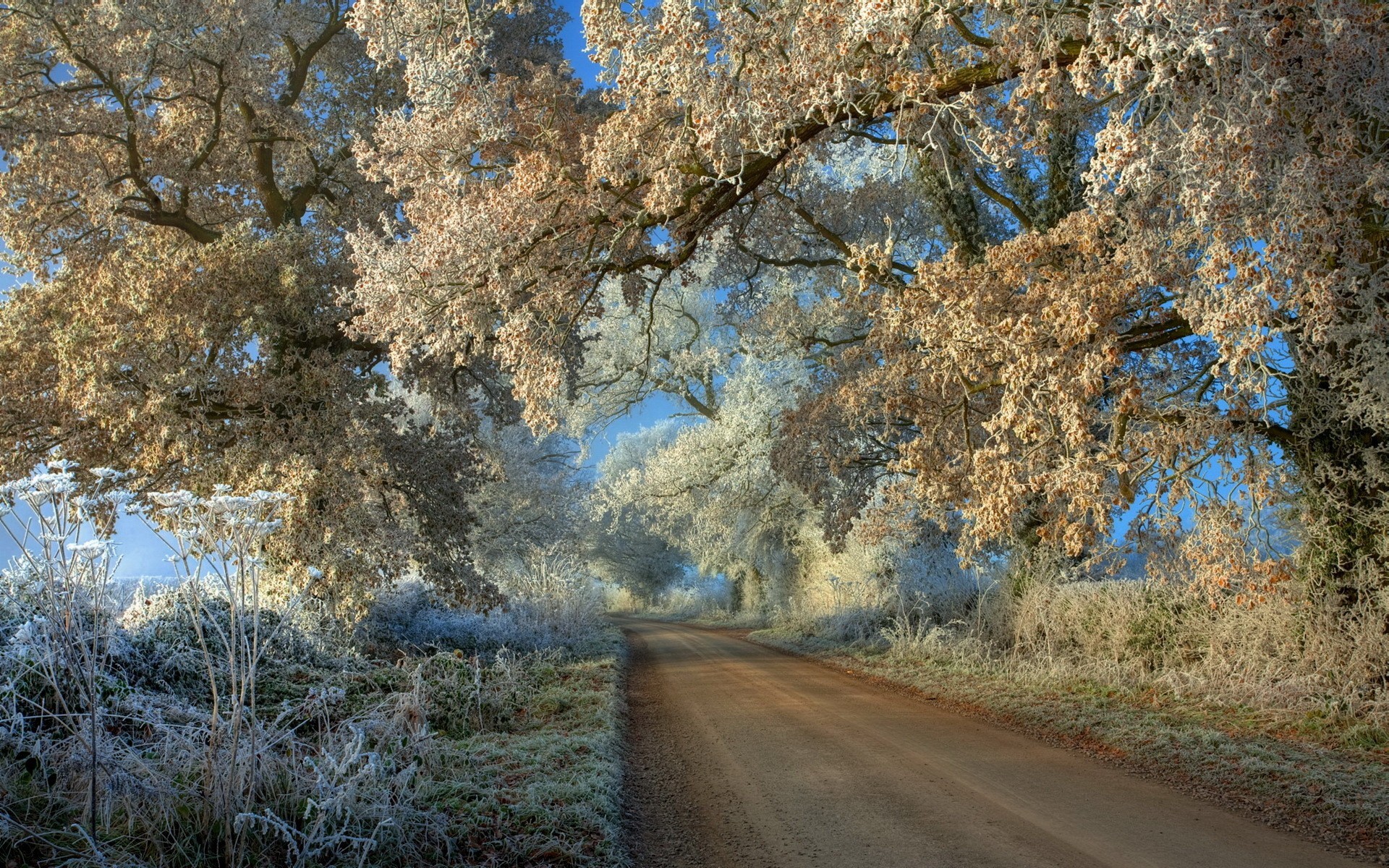 General 1920x1200 dirt road nature trees frost landscape winter cold ice road