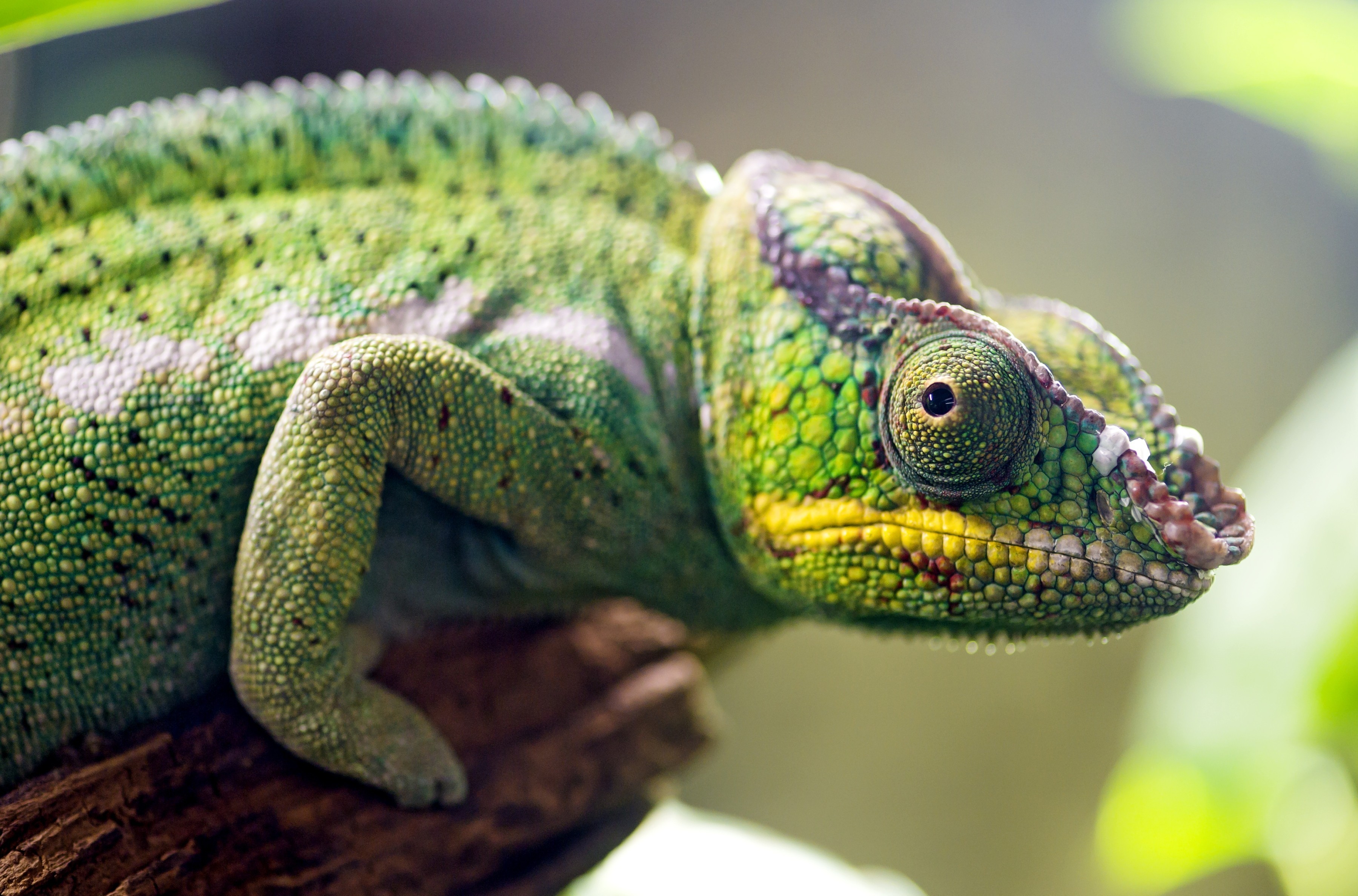 General 3600x2375 nature animals skin macro depth of field chameleons eyes green branch legs
