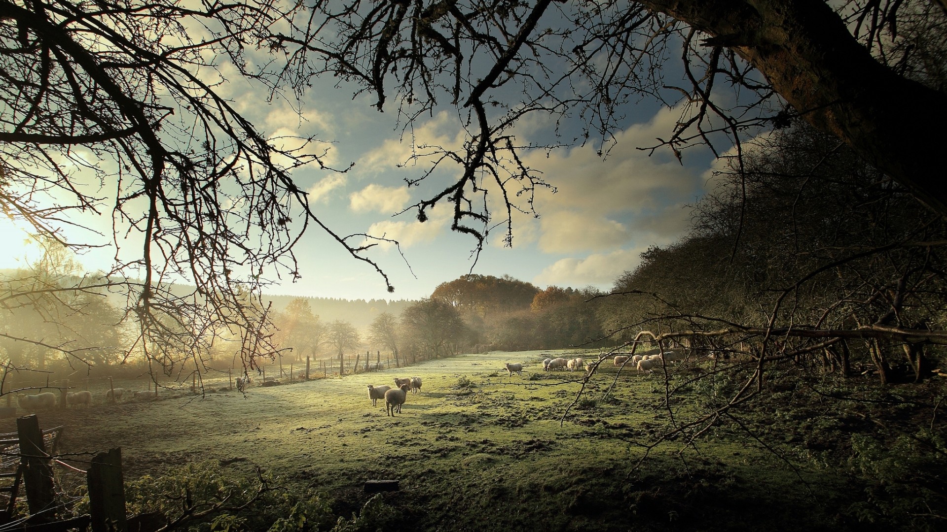 General 1920x1080 nature animals landscape trees sheep field grass forest mist clouds fence branch