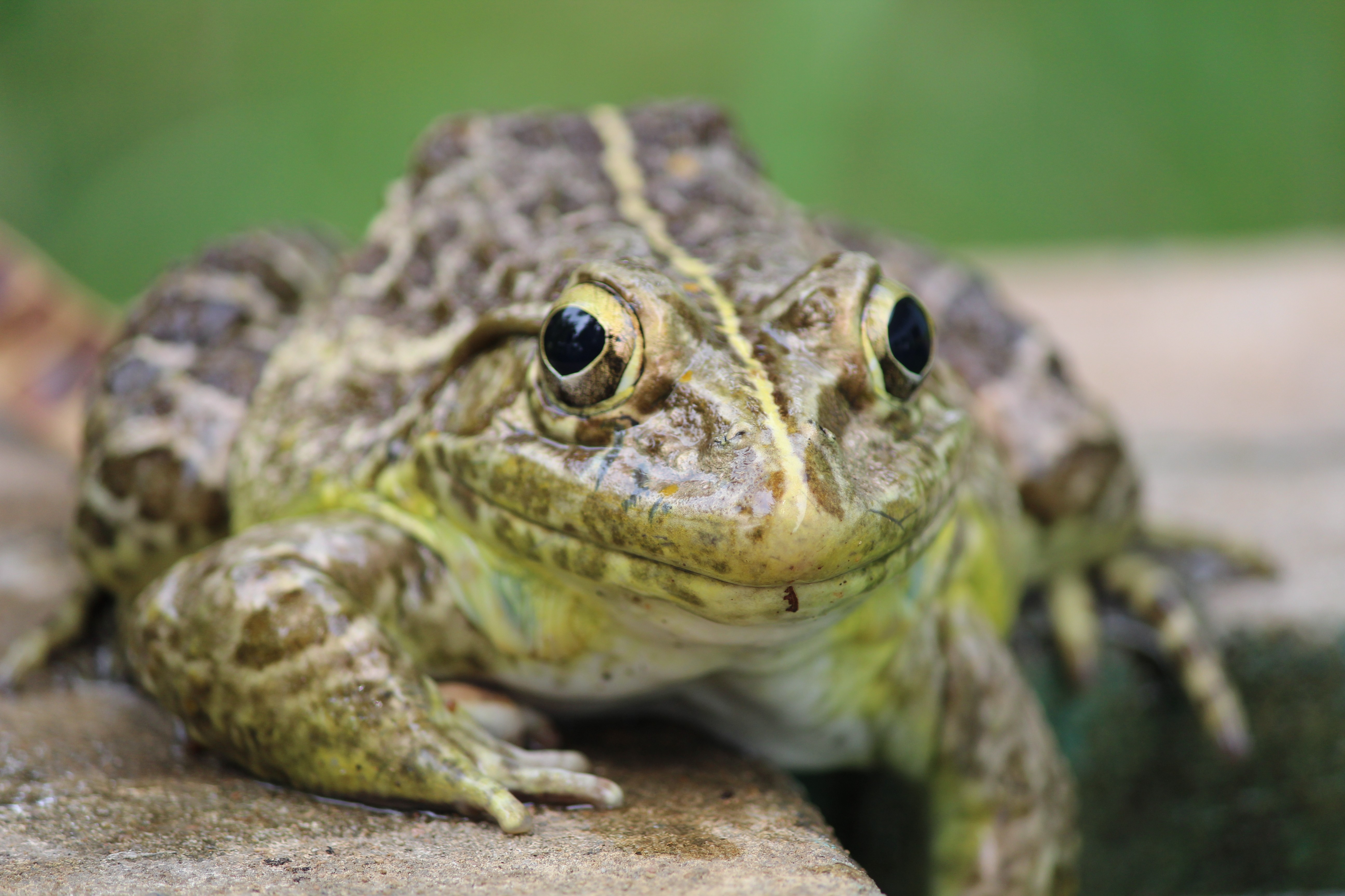 General 5184x3456 amphibian frog animals nature closeup