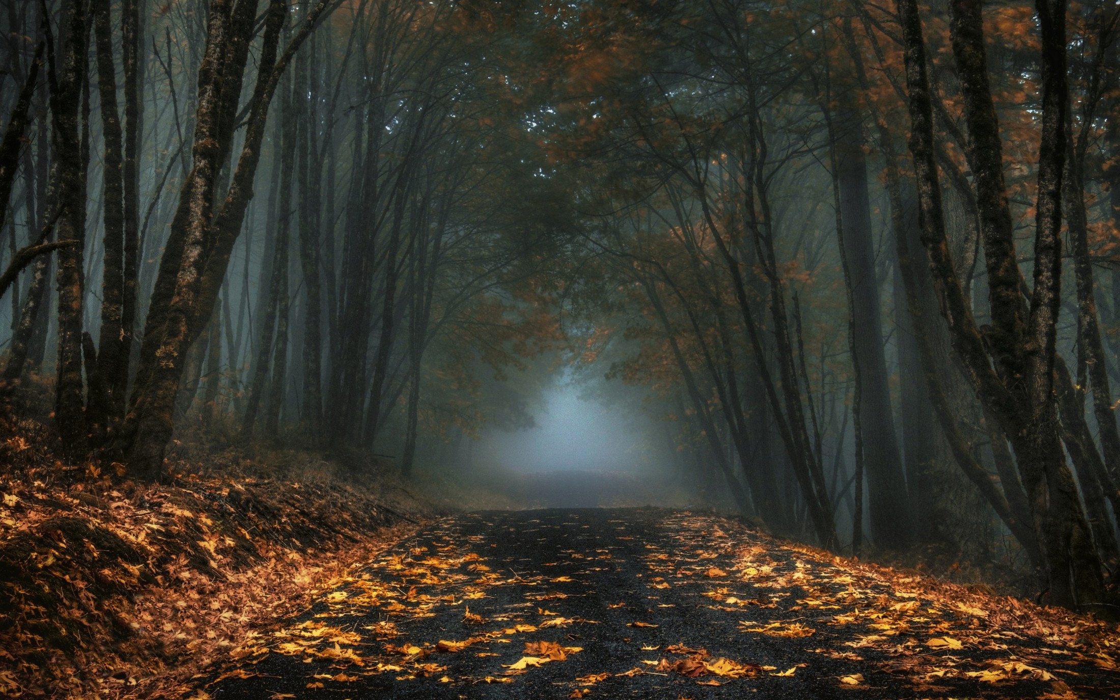General 2200x1375 nature mist road forest leaves fall trees dark morning fallen leaves tunnel of trees