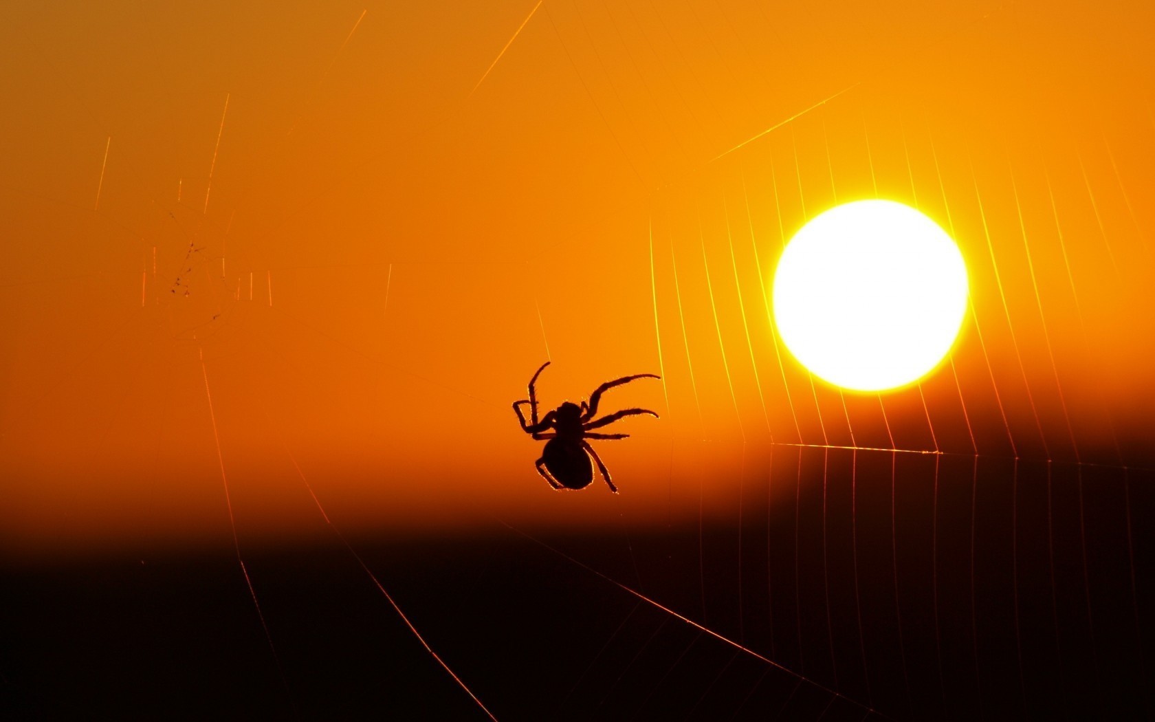 General 1680x1050 animals spider spiderwebs sunset silhouette Sun arachnid nature