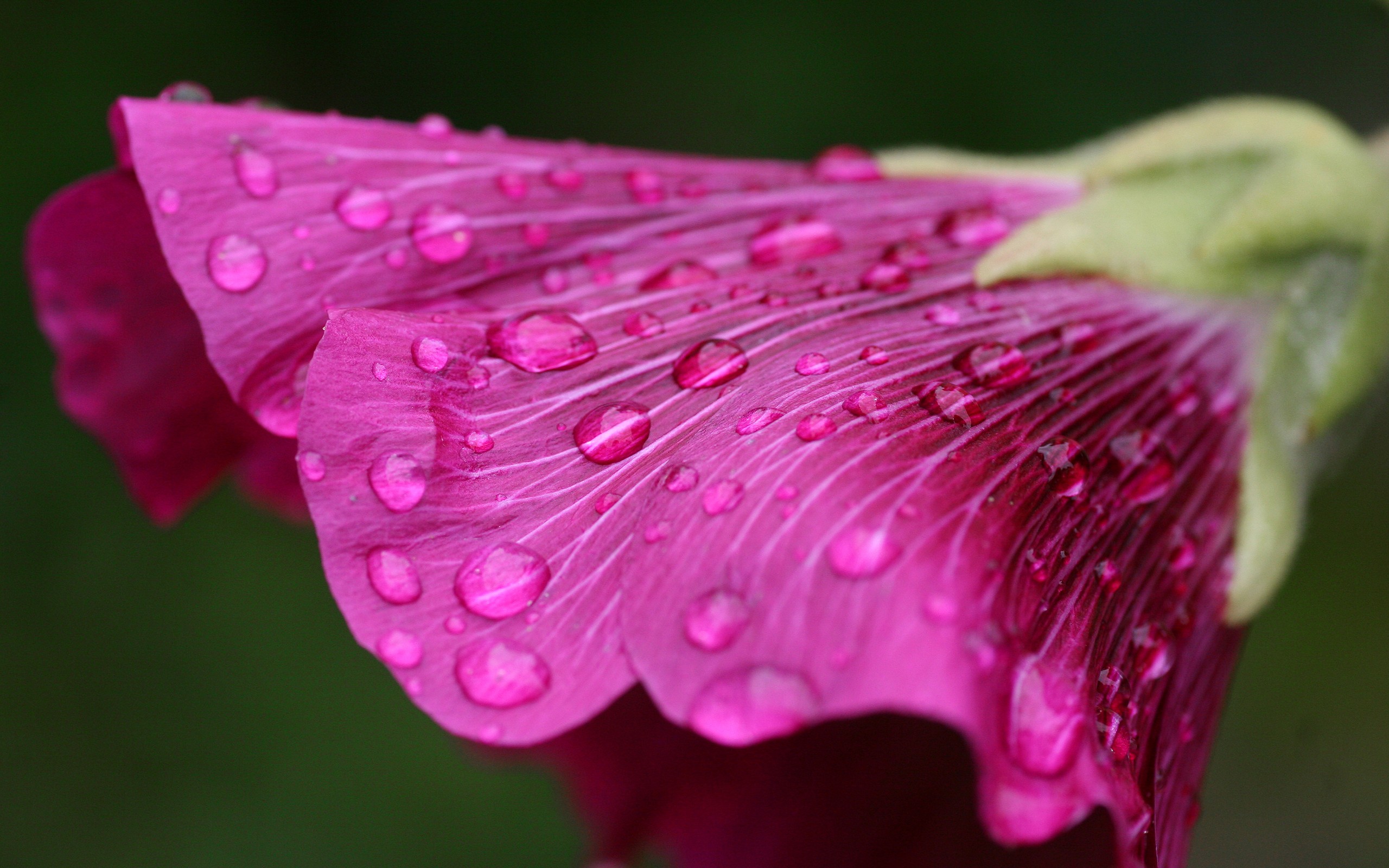 General 2560x1600 macro flowers water drops plants dew green background pink flowers closeup