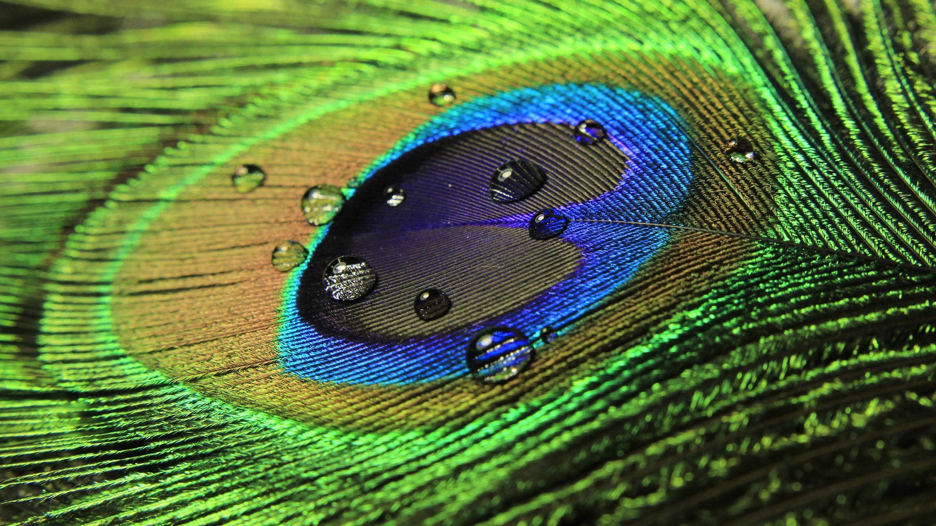 General 1920x1080 peacocks feathers water drops photography macro green