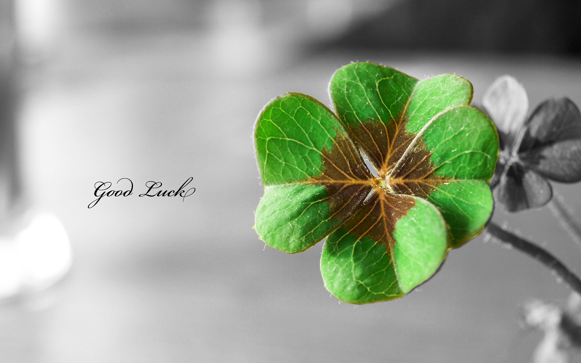 General 1920x1200 clovers selective coloring leaves plants typography