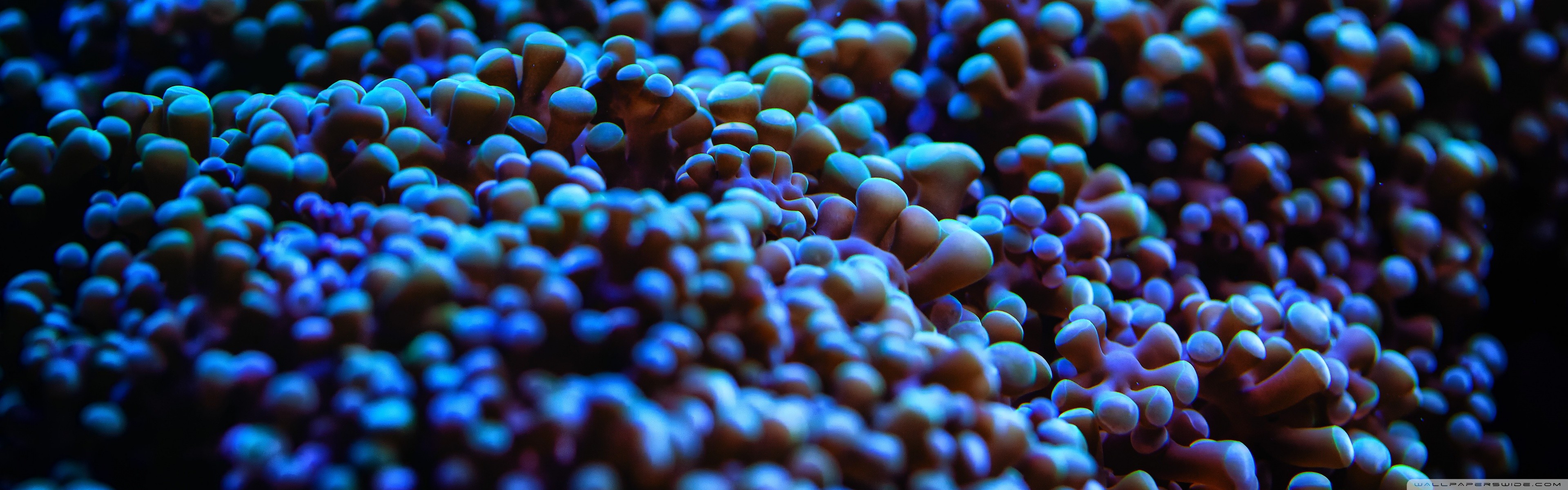 General 3840x1200 nature sea anemones closeup watermarked multiple display in water underwater