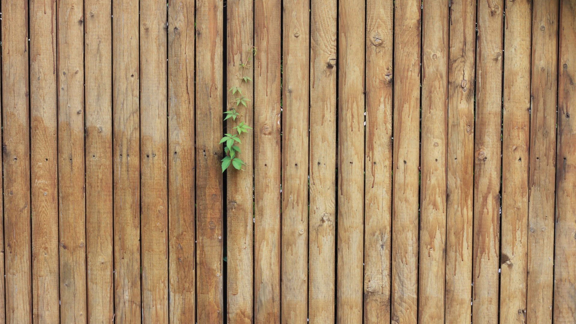 General 1920x1080 leaves wooden surface spring wood plants