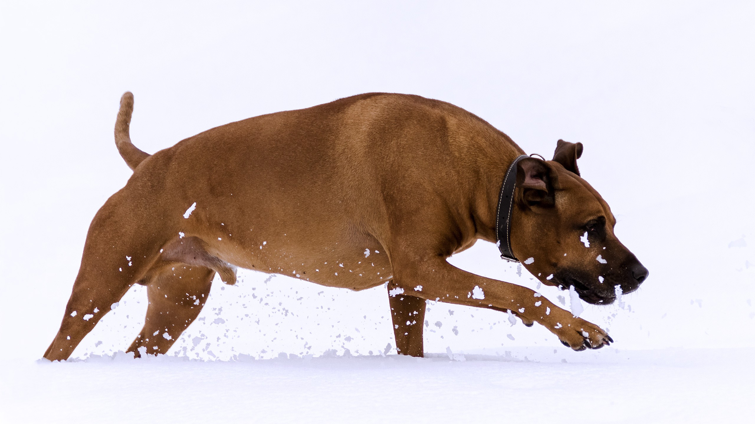 General 2560x1440 running snow animals dog rhodesian ridgeback collar mammals winter white background