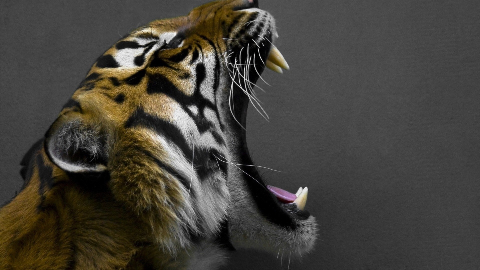 General 1920x1080 tiger animals big cats feline teeth mammals