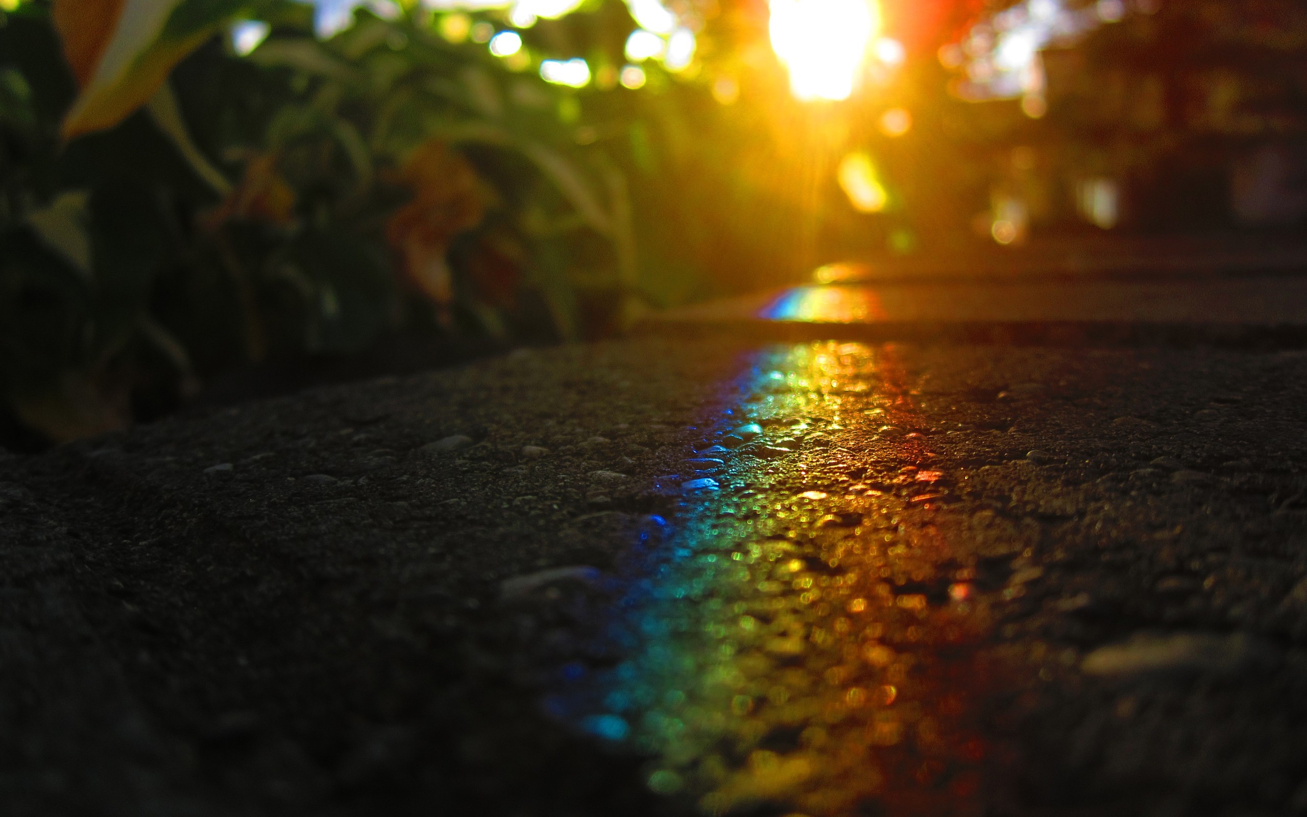General 2560x1600 sunlight plants rainbows lights asphalt colorful low light closeup