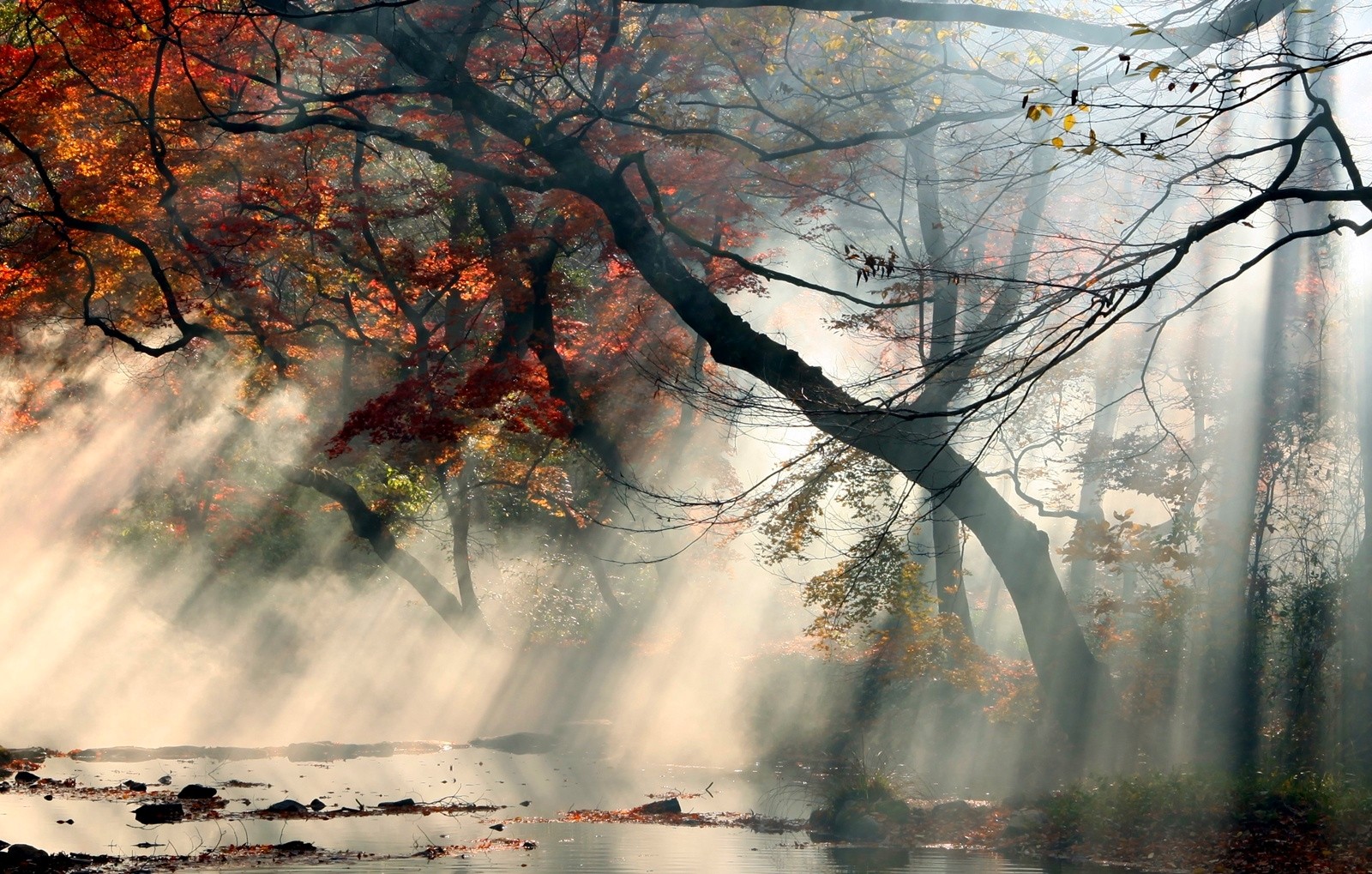 General 1600x1019 nature mist sun rays fall trees red leaves water shrubs
