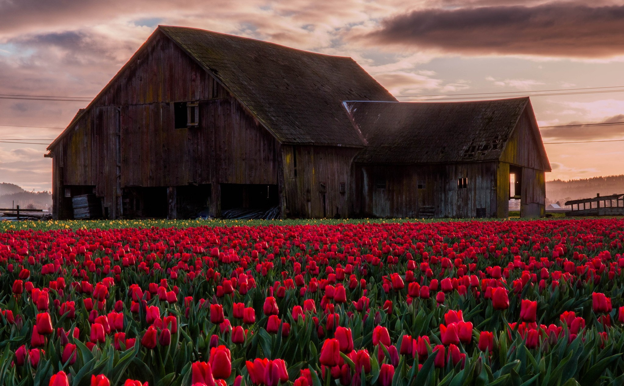 General 2047x1267 barns tulips field abandoned plants Agro (Plants)