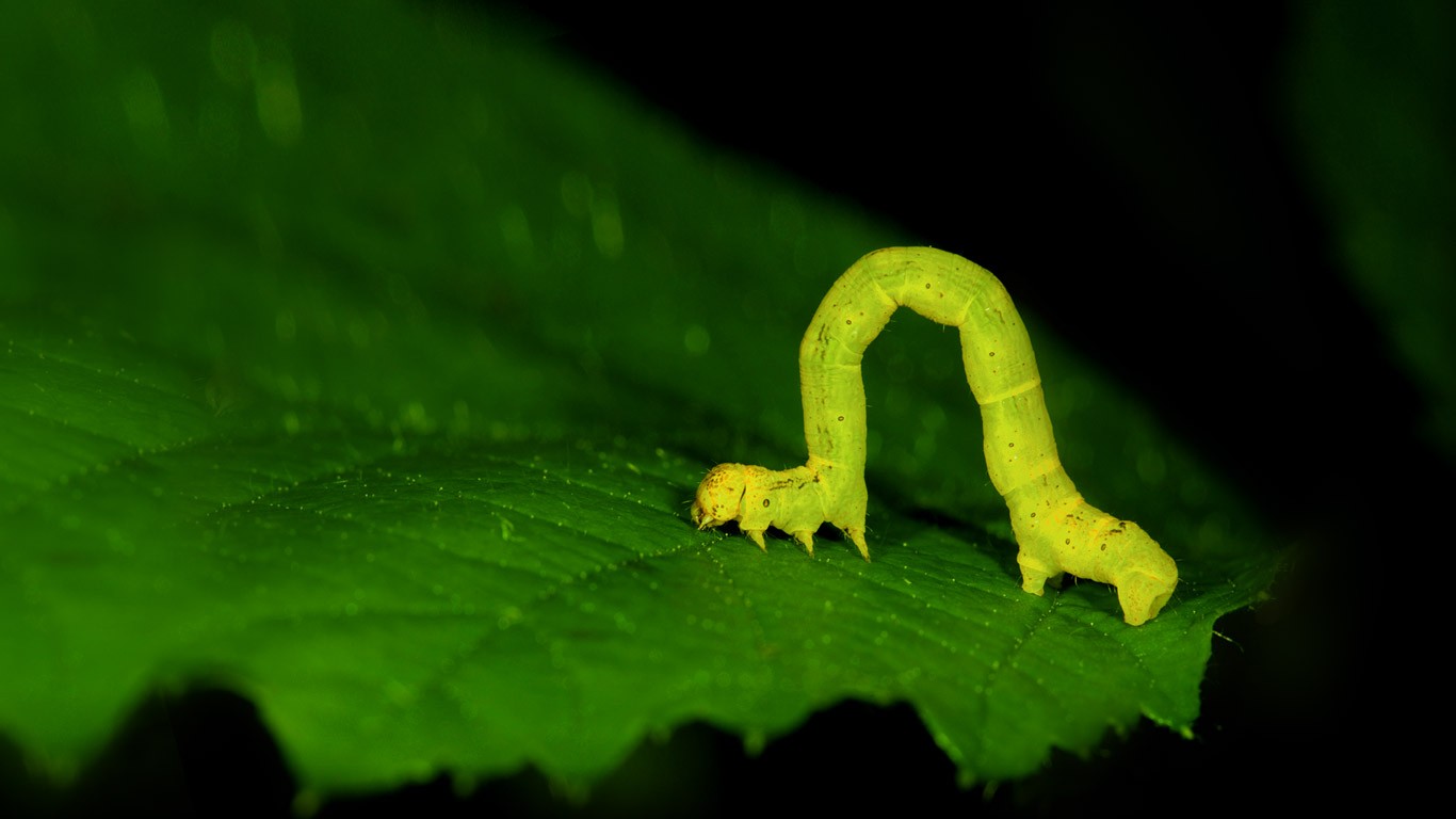 General 1366x768 worm nature animals plants leaves macro