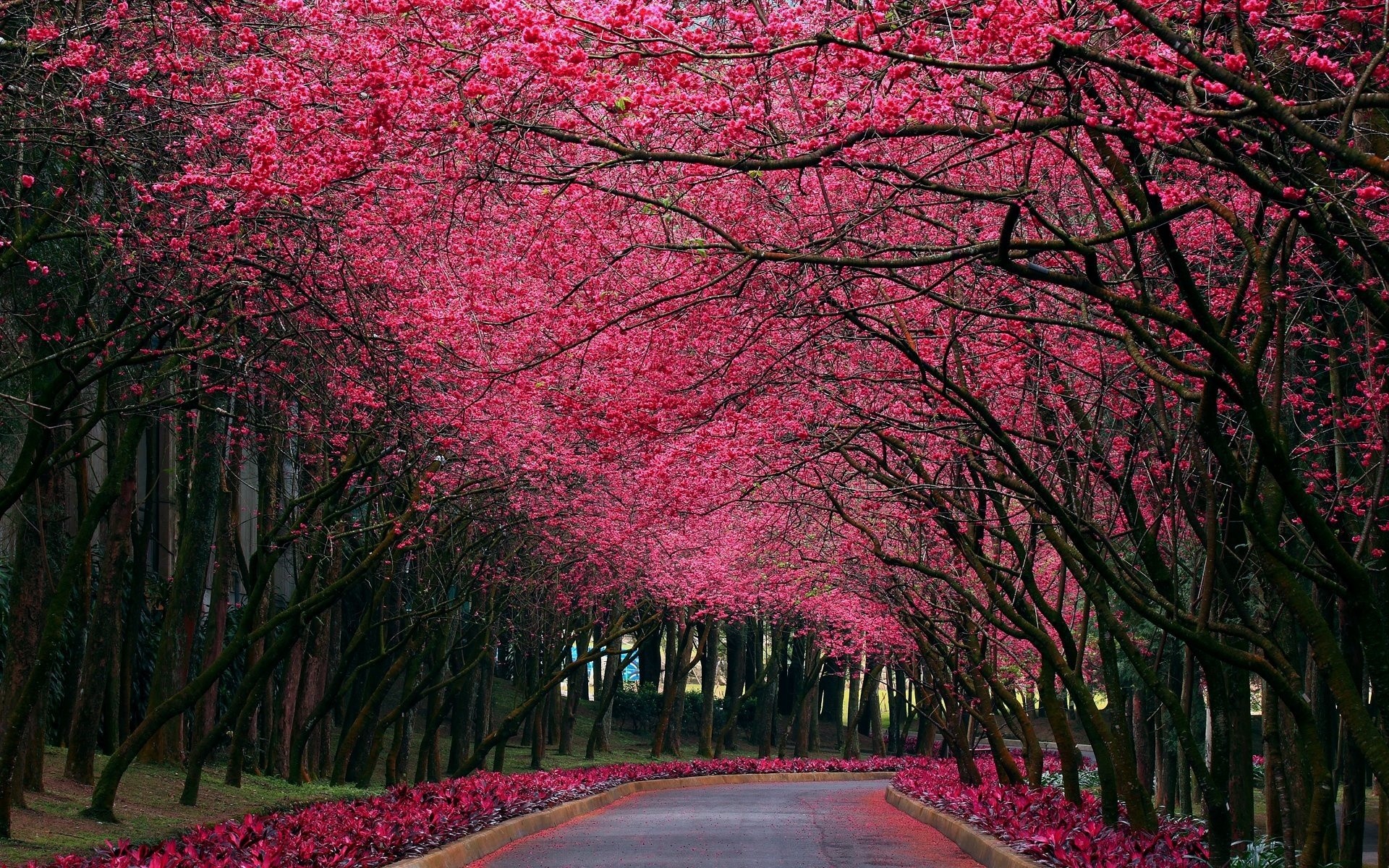 General 1920x1200 park urban blossoms spring trees red flowers outdoors path