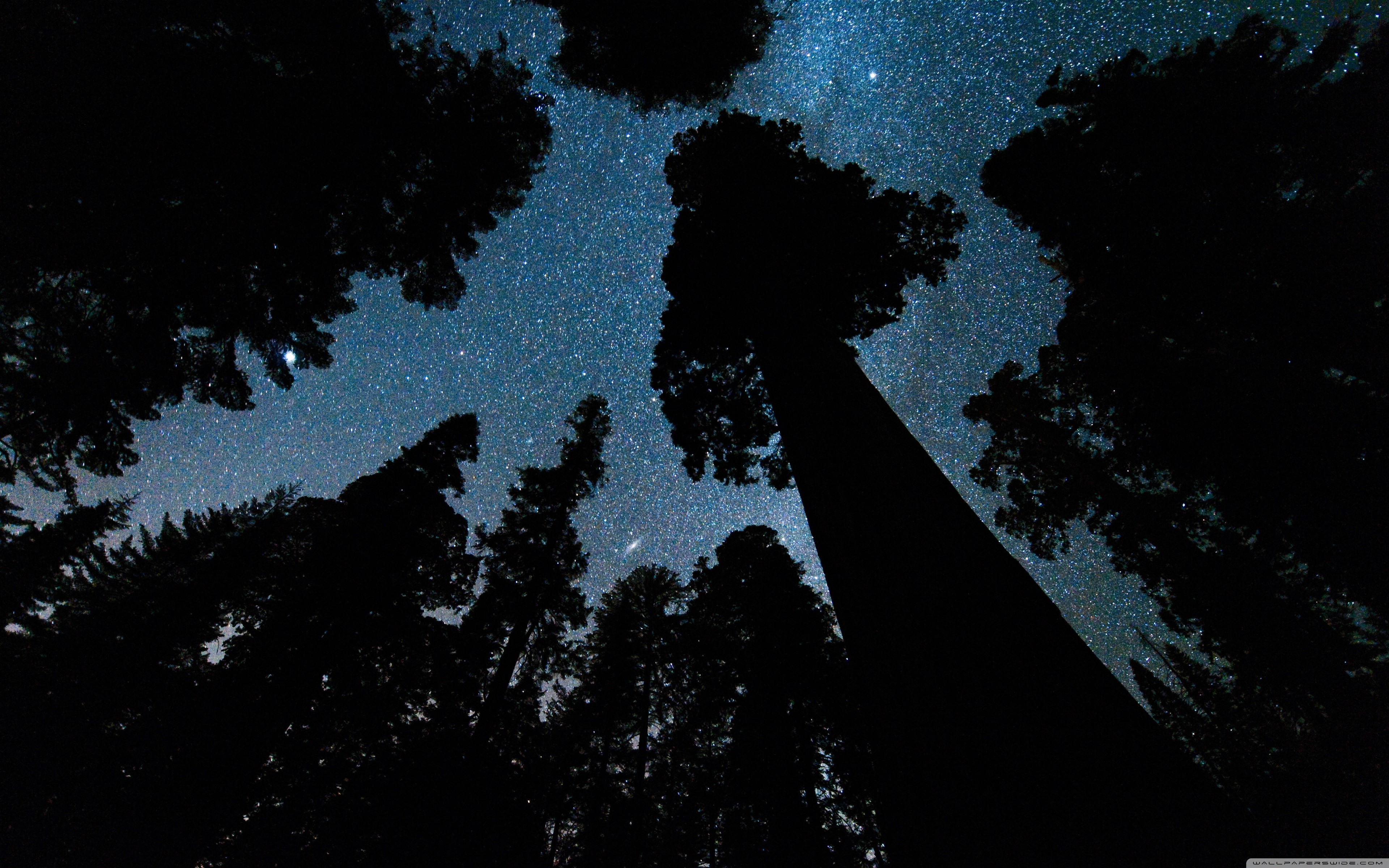 General 3840x2400 worm's eye view dark night trees sky bottom view nature looking up low light watermarked