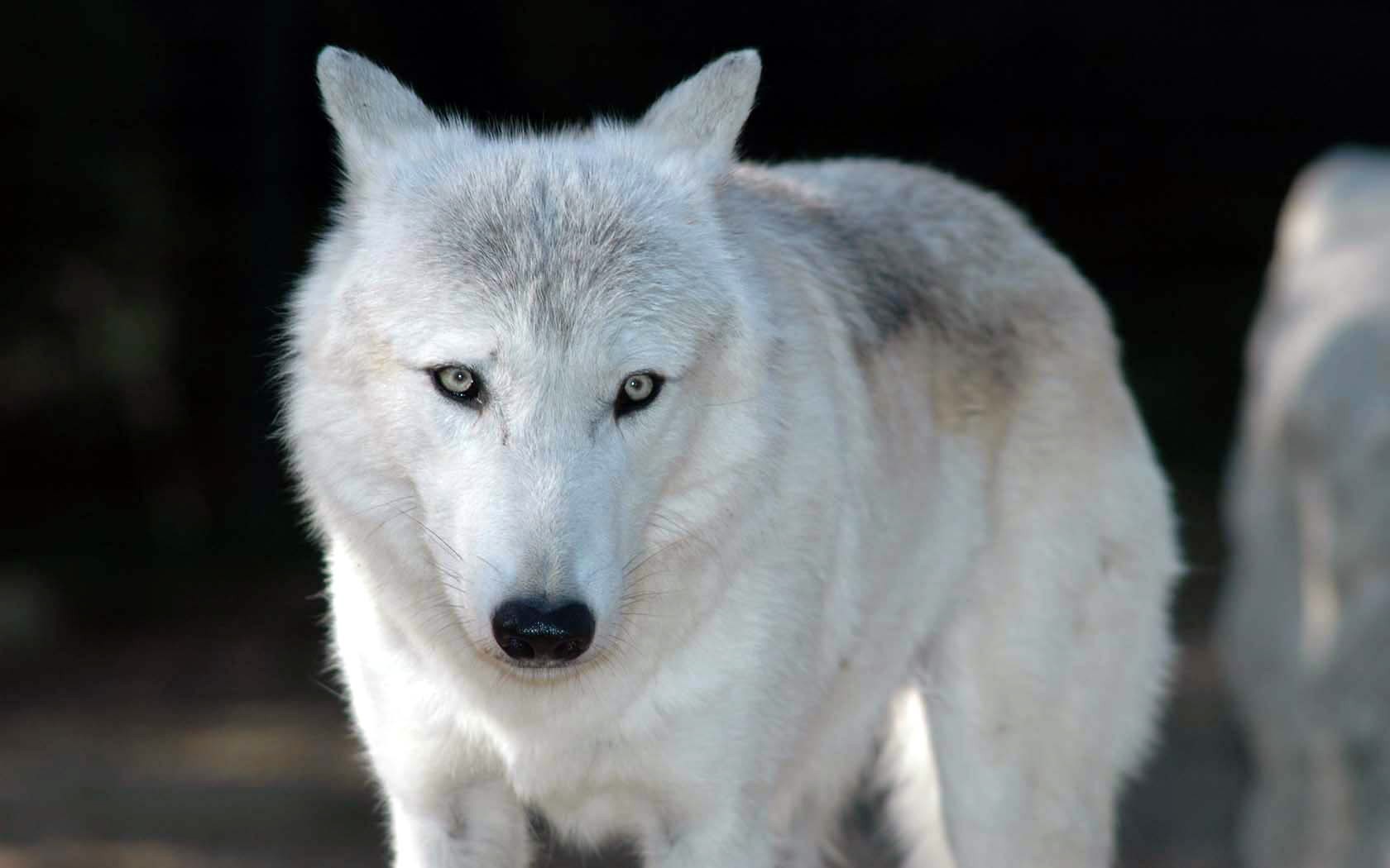 General 1680x1050 wolf animals gray eyes closeup mammals animal eyes