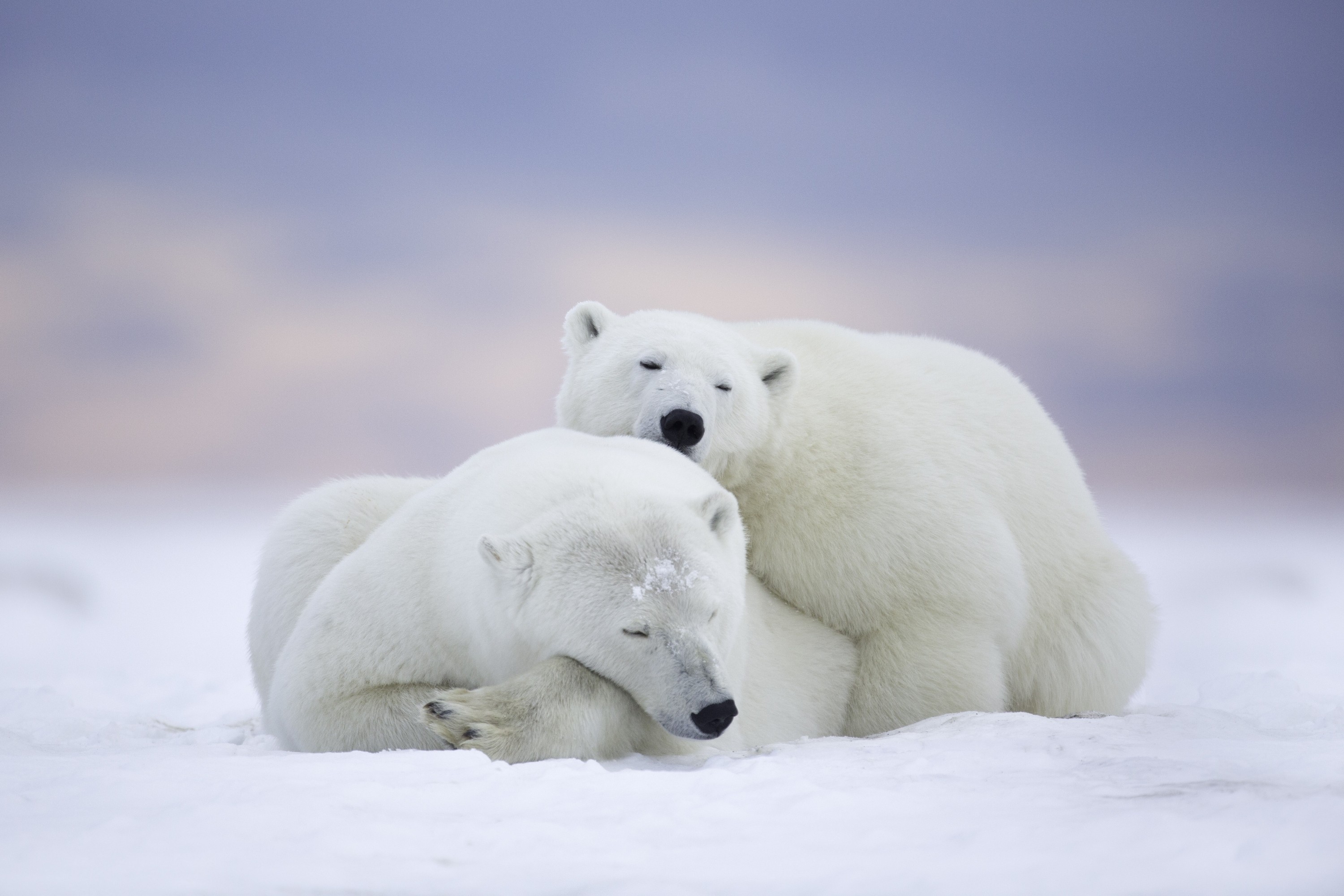 General 3000x2000 animals polar bears mammals friendship wildlife nature bears